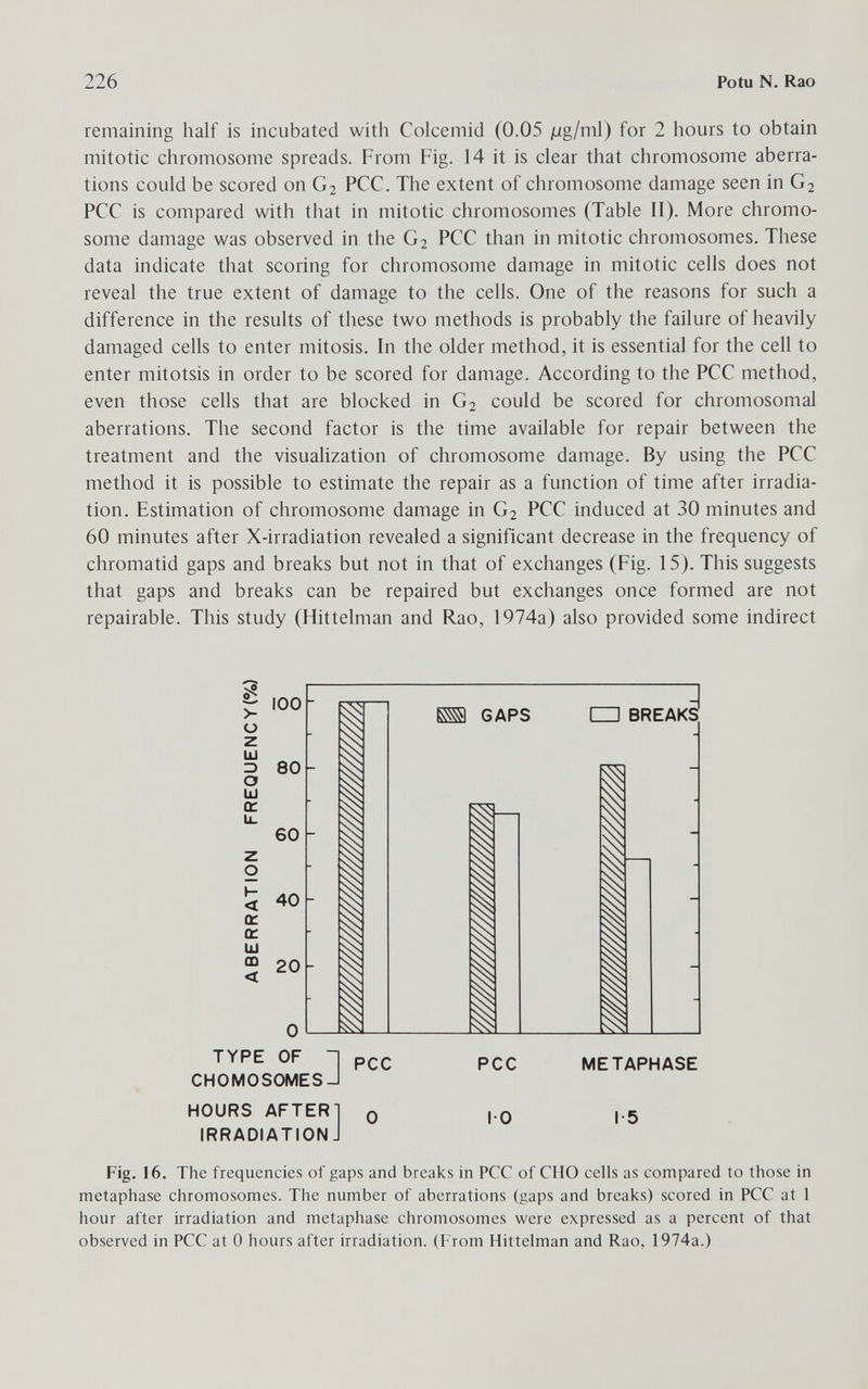 226 Potu N. Rao remaining half is incubated with Colcemid (0.05 ßg/ml) for 2 hours to obtain mitotic chromosome spreads. From Fig. 14 it is clear that chromosome aberra¬ tions could be scored on G2 PCC. The extent of chromosome damage seen in G2 PCC is compared with that in mitotic chromosomes (Table II). More chromo¬ some damage was observed in the G2 PCC than in mitotic chromosomes. These data indicate that scoring for chromosome damage in mitotic cells does not reveal the true extent of damage to the cells. One of the reasons for such a difference in the results of these two methods is probably the failure of heavily damaged cells to enter mitosis. In the older method, it is essential for the cell to enter mitotsis in order to be scored for damage. According to the PCC method, even those cells that are blocked in G2 could be scored for chromosomal aberrations. The second factor is the time available for repair between the treatment and the visualization of chromosome damage. By using the PCC method it is possible to estimate the repair as a function of time after irradia¬ tion. Estimation of chromosome damage in G2 PCC induced at 30 minutes and 60 minutes after X-irradiation revealed a significant decrease in the frequency of chromatid gaps and breaks but not in that of exchanges (Fig. 15). This suggests that gaps and breaks can be repaired but exchanges once formed are not repairable. This study (Hittelman and Rao, 1974a) also provided some indirect £ > Ü r 100 Ш 3 80 b О tu a: ti. 60 I- < oc û: UJ m < 40 20 I TYPE OF -| CHOMOSOMESJ HOURS AFTER] IRRADIATION J PCC GAPS CD break: S PCC METAPHASE IO 1-5 Fig. 16. The frequencies of gaps and breaks in PCC of CHO cells as compared to those in metaphase chromosomes. The number of aberrations (gaps and breaks) scored in FCC at 1 hour after irradiation and metaphase chromosomes were expressed as a percent of that observed in FCC at 0 hours after irradiation. (From Hittelman and Rao, 1974a.)