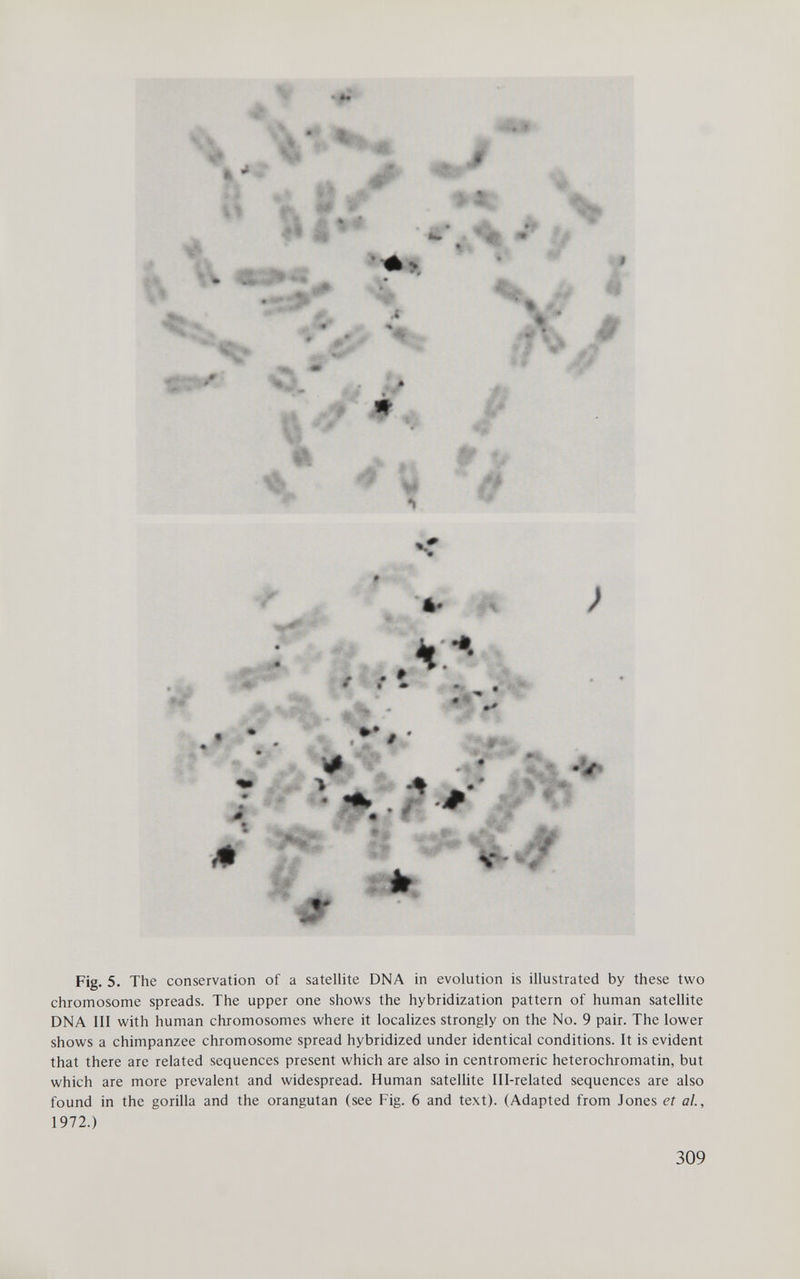 Fig. 5. The conservation of a satellite DNA in evolution is illustrated by these two chromosome spreads. The upper one shows the hybridization pattern of human satellite DNA III with human chromosomes where it localizes strongly on the No. 9 pair. The lower shows a chimpanzee chromosome spread hybridized under identical conditions. It is evident that there are related sequences present which are also in ccntromeric heterochromatin, but which are more prevalent and widespread. Human sateUite Ill-related sequences are also found in the gorilla and the orangutan (see Fig. 6 and text). (Adapted from Jones et al, 1972.) 309