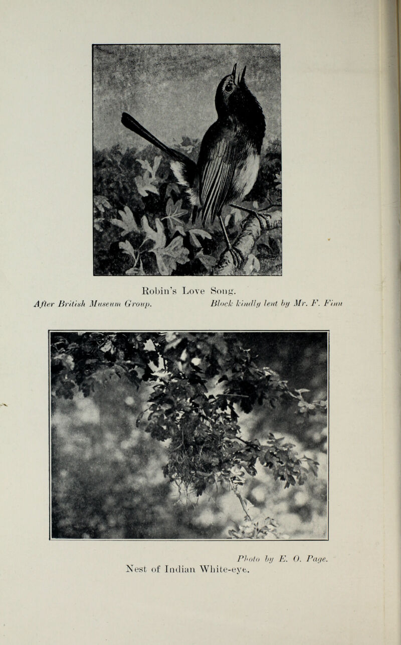 Robin's Love Song. After British Museum Group. Bloch kindly lent by Mr. F. Finn Photo by F. O. Page. Nest of Indian White-eye.