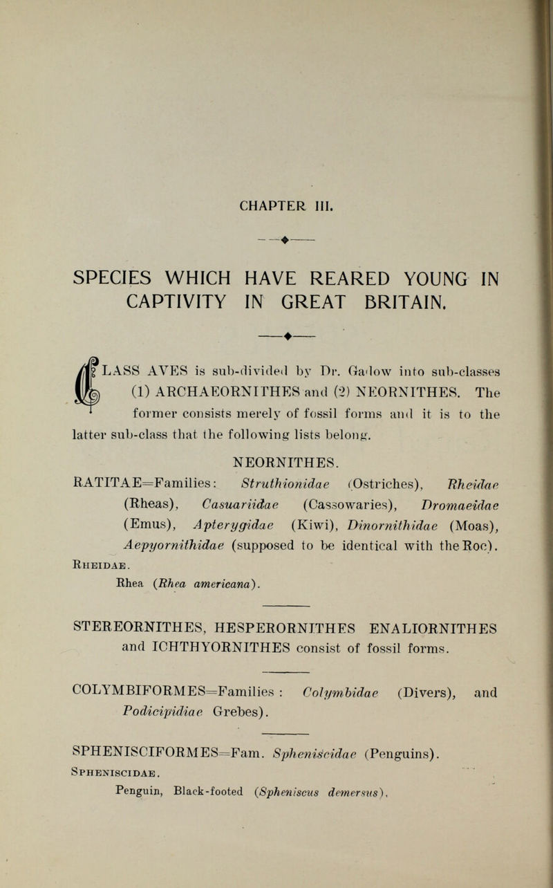 chapter iii. + SPECIES WHICH HAVE REARED YOUNG IN CAPTIVITY IN GREAT BRITAIN. —♦— ÍLASS AYES is sub-divided by Di*. Gadow into sub-classes (1) ARCHAEORNITHES and (2) NEORNITHES. The former consists merely of fossil forms and it is to the latter sub-class that the following lists belong. NEORNITHES. RATITAE=Families : Struthionidae (Ostriches), Ttheidae (Rheas), Casuar iidae (Cassowaries), Dromaeidae (Emus), Apterygidae (Kiwi), Dinornithidae (Moas), Aepyornithidae (supposed to be identical with the Roc). Rheidae. Rhea ( Rhea americana). STEREORNITHES, HESPERORNITHES ENALIORNITHES and ICHTH YORNITHES consist of fossil forms. COLYMBIFORMES=Families : Coiymbidae (Divers), and Podicipidia e Grebes). SPHENISCIFORMES=Fam. Spheniácidae (Penguins). Spheniscidae. Penguin, Black-footed ( Spheniscus demersns),