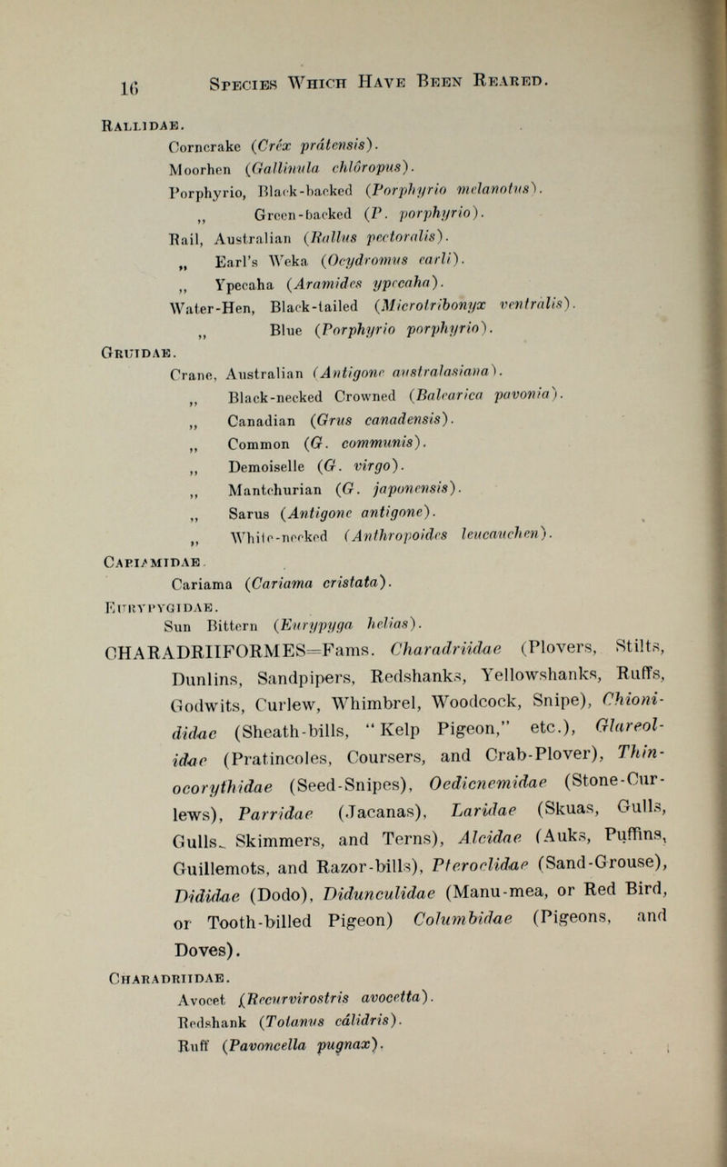Rallidae. Corncrake (Créx prdtensis). Moorhen ( Gallínula, chlôropus). Porphyrio, Black-backed (Porphyria melanotns). ,, Green-backed (P. porphyrio). Rail, Australian ( Ha lins pectoralis). „ Earl's Weka ( Ocydromus carli). ,, Ypecaha ( Ar ami des ypccaha). Water-Hen, Black-tailed ( Microlrihonyx ventràlis). ,, Blue ( Porphyrio porphyrio). Gruidae. Crane, Australian (Antigone austral asiana). ,, Black-necked Crowned ( Balearica pavonia). ,, Canadian ( Grus canadensis). ,, Common (G. communis). ,, Demoiselle ( G. virgo). ,, Mantchurian (G. japonensis). ,, Sarus ( Antigone antigone). % ,, While-necked (Anthropoides leucauchen). Caei/midae. Cariama (Cariama cristata). E it irr pygjdae. Sun Bittern ( Eurypyga heh'as). CHARADRIIFORMES=Fams. Charadriidae (Plovers, Stilts, Dunlins, Sandpipers, Redshanks, Yellowshanks, Ruffs, Godwits, Curlew, Whimbrel, Woodcock, Snipe), Chioni- did-ae (Sheath-bills, 44 Kelp Pigeon, etc.), Glareol- id<ar (Pratincoles, Coursers, and Crab-Plover), Thin- ocoryihidae (Seed-Snipes), Oedicnemidae (Stone-Cur lews), Parridae (.Tacanas), Laridae (Skuas, Gulls, Gulls.. Skimmers, and Terns), Alcidae (Auks, Puffins, Guillemots, and Razor-bills), Pteroclidno (Sand-Grouse), Dididae (Dodo), Didunculidae (Manu-mea, or Red Bird, or Tooth-billed Pigeon) CoJumbidue (Pigeons, and Doves). Chakadritdae. Avocet j (Hecnrvirostris avocetta). Redshank ( Tolanus cálidris). Ruff ( Pavoncella pugnax). k