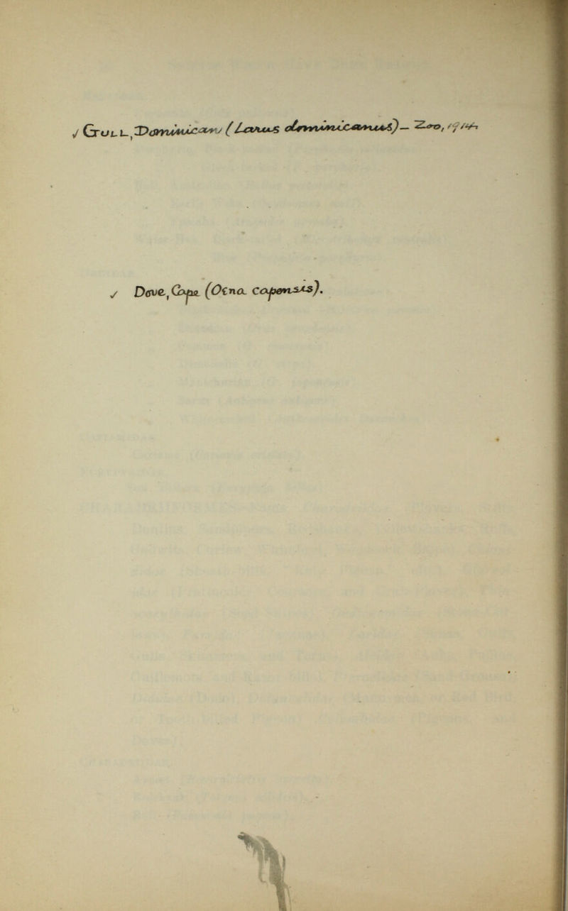 j G (Lavus /?«* y Deve^Czfn (<?ina.