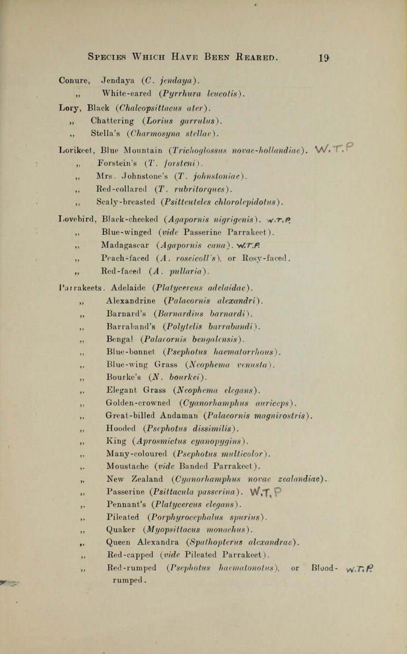 Conure, Jendaya (C. jendaya). ,, White-eared ( Pyrrhura Icvcotis). Lory, Black ( Chalcopsittacus ater). „ Chattering ( Lorius garrulus). ,, Stella's ( Charmosyna stellar). Lorikeet, Blue Mountain ( Trichoglossus novae-hollandiae). W/. ,, Forstein's (7\ forsteni). ,, Mrs. Johnstone's (T. johnsloniac). ,, Bed-collared (T. rubritorqiies). ,, Scaly-breasted (Psittenteles chlorolepidotus). Lovebird, Black-cheeked ( Agapornis nigrigenis). w.t.P. ,, Blue-winged ( vide Passerine Parrakeet). ,, Madagascar (Agapornis cana). W.T.P. „ Pcach-faced (A. roseicoll's), or Rosy-faced. ,, Red-faced (A. pnllaria). Pa rrakeets. Adelaide ( Plaiycercus adclaidac). „ Alexandrine ( Palacornis alexandri). ,, Barnard's ( Barnard in s barnardi). ,, Barraband's (Polyfelis barrabandi). ,, Bengal (Palacornis bengalaisis). ,, Blue-bonnet (Psephotus haematorrhons). ,, Blue-wing Grass (Neophema venusta). ,, Bourke's (N. bourkci). ,, Elegant Grass (Neophema elegans). ,, Golden-crowned (Cyanorhamphus auriceps). ,, Great-billed Andaman (Palacornis magnirostris). ,, Hooded (Psephotus dissimilis). ,, King (Aprosmictns cyanopygins). ,, M any-coloured (Psephotus multicolor). Moustache (vide Banded Parrakeet). „ New Zealand (Cyanorhamphus novae zealandiac). ,, Passerine (Psittacula passerina). vf,T.P ,, Pennant's (Platycercus elegans). ,, Pileated (Porphyr oc ephalus spur ins). ,, Quaker (Myopsittacus monachus). ,, Queen Alexandra (Spathoptefus alcxandrac). ,, Red-capped (vide Pileated Parrakeet). ,, Red-rumped (Psephotus haematonotus), or Blood- rumped .