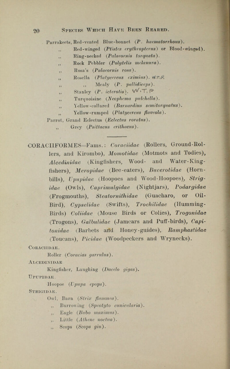 Parrakeets, Red-vented Blue-bonnet (P. hacmatorrhous). Red-winged (Ptistcs cry thr opt er us) or Blood - winged ). ,, Ring-necked (Palacornis torquata). ,, Rock Pebbler ( Polytelis mclanura). ,, Rosa's ( Palacornis rosa). ,, Rosella (Platyccrcus cximius). vV.r.ft ,, ,, Mealy (P. pallidiccps). ,, Stanley (P. icterotis). W>1 , p ,, Turquoisine ( Neophcma pulchclla). ,, Yellow-collared (Bamardius semitorqiiatus). ,, Yellow-rumped ( Platyccrcus ftavcola). Parrot, Grand Eclectus ( Eclcctus roratus). ,, Grey (Psittacus erithacus). CORACIlFORMES=Fams. : Coraciidae (Rollers, Ground-Rol lers, and Kirombo), Momotidae (Motmots and Todies), Alcedinidae (Kingfishers, Wood- and Water-King fishers), Meropidae (Bee-eaters), Bacerotidae (Horn- bills), Upupidae (Hoopoes and Wood-Hoopoes), Strig- idae (Owls), Caprimulgidae (Nightjars), Podar gidae (Frogmouths), Steatornithidae (Guácharo, or Oil- Bird), Cypselidae (Swifts), Trocliilidae (Huinming- Birds) Coliidae (Mouse Birds or Colies), Trogonidae (Trogons), Galbulidae (Jamcars and Pufï-birds), Capi- tonidae (Barbets and Honey-guides), Uamphastidae (Toucans), Picidae (Woodpeckers and Wrynecks). Coraciidae. Roller ( Coradas gar ruins). Alcedinidae Kingfisher, Laughing (Dacclo gigas). Upupidae. Hoopoe (Upupa epops). Strigi dak. Owl, Barn (Sirix flanimra). ,, Burrowing (Spcotyto cunicularia). ,, Eagle (Bubo maximus). ,. Little (Alheñe nociva). ,, Scops (Scops giu).