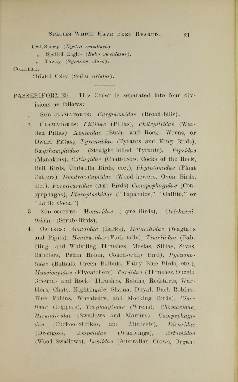 Owl, Snowy (Nyctea scandiaca). ,, Spotted Eagle- {Bubo maculosus). ,, Tawny (Syrnium aluco). ooliidae. Striated Coley ( Colins slrialus). PASSER1FORMES. This Order is separated into four div isions as follows: 1. Sub-clama tores : Eurylaemidae (Broad-hills). 2. Clamatores: Pittiilae (Pittas), Philepittidae (Wat tled Pittas), Xenicidae (Bush- and Rock- Wrens, or Dwarf Pittas), T y rannida e (Tyrants and King Birds), Oxyrhamphidae (Straight-billed Tyrants), Pipridae (Manakins), Cotingidae (Chatterers, Cocks of the Rock, Bell Birds, Umbrella Birds, etc.), Phytoiomidae (Plant Cutters), Dendrocolaptidae (Wood-hewers, Oven Birds, etc.), Formicariidae (Ant Birds) Conopophagidae (Con- opophagas), Pteroptochidae (Tapaculos, Gallito, or Little Cock.) 3. S ub-oscixes: Menuridae (Lyre-Birds), Atrichorm- thidac (Scrub-Birds). 4. Oscines: Alaudidae (Larks), Motacillidae (Wagtails and Pipits), Henicuridae (Fork-tails), Timeliidae (Bab bling- and Whistling Thrushes, Mesias, Sibias, Sivas, Babblers, Pekin Robin, Coach-whip Bird), Pycnono- tidae (Bulbuls, Green Bulbuls, Fairy Blue-Birds, etc.), Muscicapidae (Flycatchers), Turdidae (Thrushes, Ouzels, Ground- and Rock- Thrushes, Robins, Redstarts, War blers, Chats, Nightingale, Shama, Dhyal, Bush Robins, Blue Robins, Wheatears, and Mocking Birds), Cinti li da e (Dippers), Troglodytidae (Wrens), Chamaeidae, Hirundinidae (Swallows and Martins), Campephagi- dae (Cuckoo-Shrikes, and Minivets), Dicuridae (Drongos), Ampelidae (Waxwings), Artamidae (Wood-Swallows), Laniidae (Australian Crows, Organ-