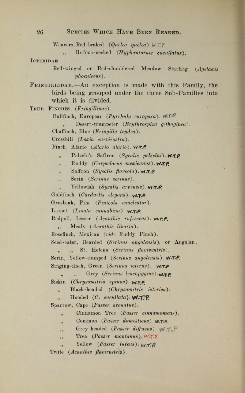 Weavers, Red-beaked ( Quelea quelea). VÍX.P. ,, Rufous-necked ( Hyphantornis cucullatus). iotebidae Red-winged or Red-shouldered Meadow Starling ( Ay eia eus phoeniceus). Fringillidae .—An exception is made with this Family, the birds being grouped under the three Sub-Families into which it is divided. Tkuj: Finches (F ring illina e). Bullfinch, European ( Pyrrhula europaea). WT.& ,, Desert-trumpeter ( Erythrospiza g'thagineai. Chaffinch, Blue ( Fringilla teydea). Crossbill ( Loxia curvirostra). Finch, Alario {Alario alario). „ Pelzeln's Saffron ( Sycalis pelzelni). W.T.P ,, Ruddy ( Carpodacus mexicanas). WTÍ? ,, Saffron ( Sycalis flaveola). W.T.f? „ Serin ( Serinus serinus). ,, Yellowish (Sycalis arvensis). WT.P Goldfinch ( Carduelis elegans). w.T -fc Grosbeak, Pine ( Pinícola enucleator). Linnet ( Linota cannabina) . w.t. P . Redpoll, Lesser ( Acanthi s rufescens). w-T. P K ,, Mealy {Acanthis linaria). Rosefinch, Mexican ( vide Ruddy Finch). Seed-eater, Bearded ( Serinus angolensis), or Angolan. ,, ,, St. Helena ( Serinus flaviventriß). Serin, Yellow-rumped ( Serinus angolensis). W-TP Singing-finch, Green ( Serinus icttrus). \n.t<P „ ,, Grey ( Serinus ley copy gius ). Siskin ( Chrysomitris spinus). w«T.P. ,, Black-headed ( Chrysomitris ictérica). ,, Hooded (C. cuculiata). W»TTR Sparrow, Cape ( Passer arcua tus). ,, Cinnamon Tree ( Passer cinnamomeus). ,, Common ( Passer domebticus). w.T-P. ,, Grey-headed (Passer diffusas), v/.T» ,, Tree ( Passer montanus). W.ftP. ,, Yellow ( Passer luteus). u/.Y'.p. Twite ( Acanthis flavirostris).