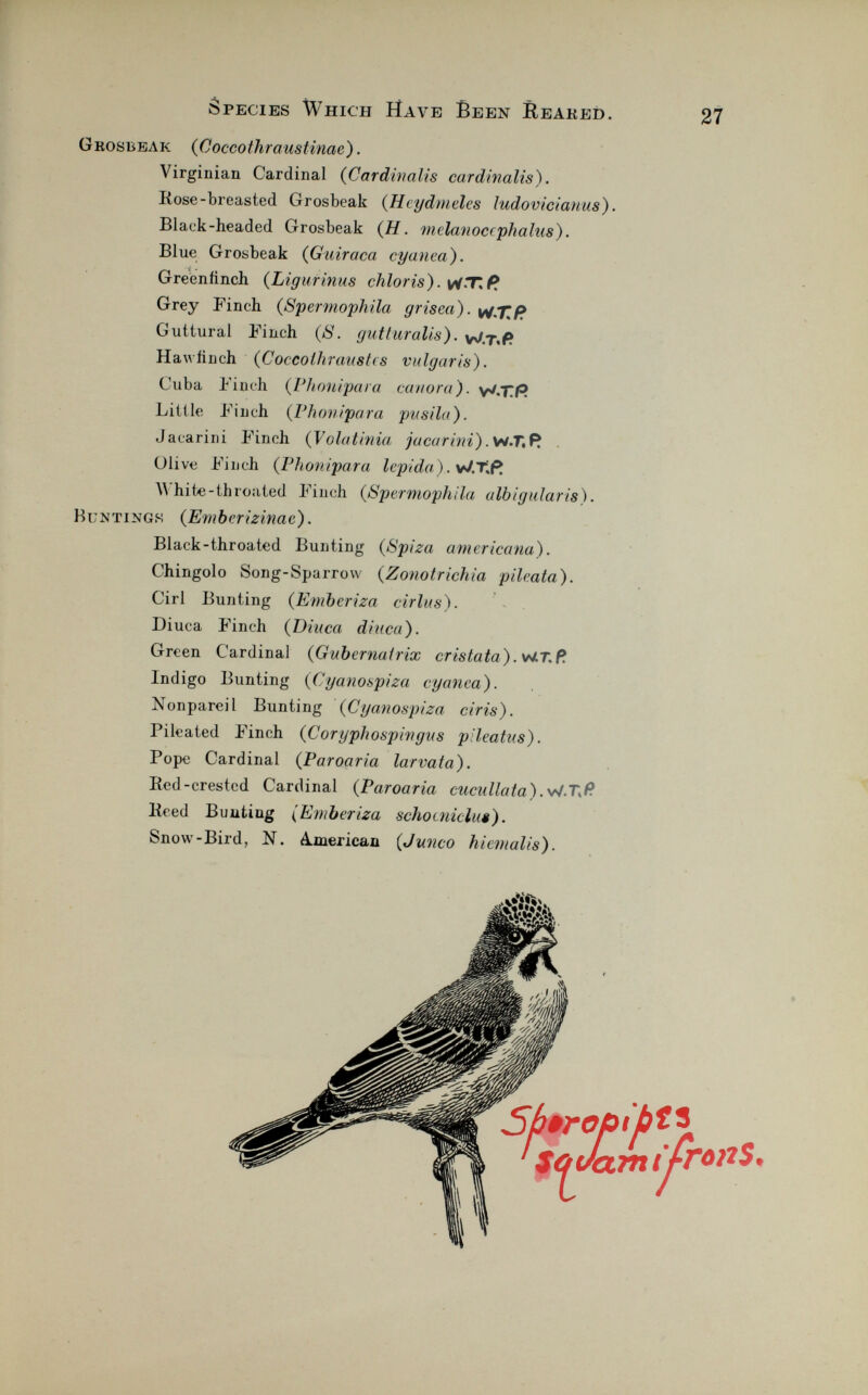 Gkosbeak (Cocco thraustinae). Virginian Cardinal ( Cardinalis cardinalis). Rose-breasted Grosbeak ( Hcydmeles ludovicianus). Black-headed Grosbeak (H. melanoccphalus). Blue Grosbeak ( Guiraca cyanea). Greenfinch ( Ligurinus chloris). W-T£ Grey Finch ( Spermophila grísea). Guttural Finch (S. gutturalis). W.T.fc H awfinch ( Coccolliraustcs vulgaris). Cuba Finch ( Plionipara canora). yJ.TÍ? Little Finch ( Phow¡para pusila). Jacarini Finch ( Volatinia jucarini). W.T,R Ulive Finch ( Phonipara lepida). v/T»ft W hite-throated Finch ( Spermophila albigularis). Buntings (Ember izinac). Black-throated Bunting ( Spiza americana). Chingólo Song-Sparrow ( Zonotrichia pileata). Ciri Bunting (Emberiza cirlus). Diuca Finch (Diuca diuca). Green Cardinal (Gubernatrix cristata).WT.P Indigo Bunting (Cyanobpiza cyanea). Nonpareil Bunting (Cyanospiza ciris). Pileated Finch (Corypliospingus pileatus). Pope Cardinal (Paroaria larvata). Red-crested Cardinal (Paroaria cuculiata). W.7\£ Reed Bunting ( Emberiza schocniclus). Snow-Bird, N. A.merican ( Junco hiemalis).