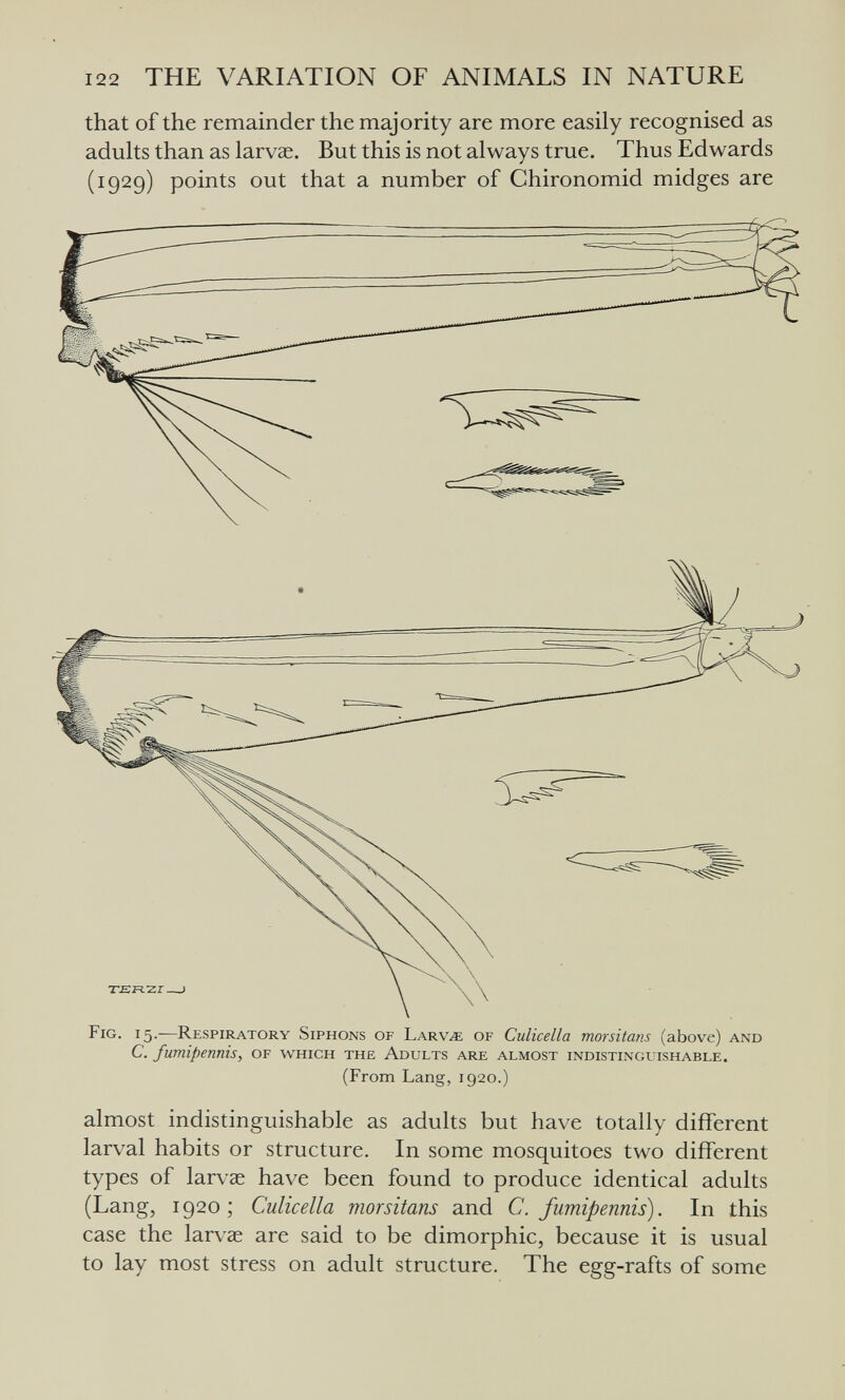 TEn'ZI- Fig. 15. Respiratory Siphons of Larv^ of Culicella morsitans (above) and C. fumipennis, of which the Adults are almost indistingl4shable. (From Lang, 1920.) almost indistinguishable as adults but have totally different larval habits or structure. In some mosquitoes two different types of larvae have been found to produce identical adults (Lang, 1920; Culicella morsitans and C. fumipennis). In this case the larvae are said to be dimorphic, because it is usual to lay most stress on adult structure. The egg-rafts of some