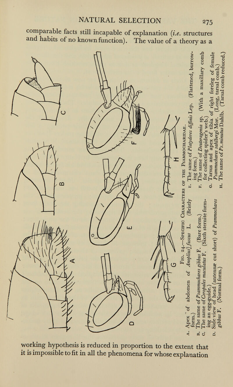 NATURAL SELECTION 275 comparable facts still incapable of explanation {i.e. structures and habits of no known function). The value of a theory as a pQ a о и V d в тз о ^ п'О 'tí fi ОС' о л ЬйО g Ьг »4 tP сЗ л W3 г» ^ ГН ЬО Й ьо ß H •pe о ^ J tw ^ о £ tn' 'S о M ^.2 о  « lasQ ^ f л « (U 4J к ^ ТЗ X ^ к •З'Я S J  S- 5 ff'' <4-t с ^ ^ о • s -ö ^ о rt-S ii <L (W T 6Ì ^ от Й fi с « 1=^ 5 s 5^ a =«<2 и 8 S i ■ ■ «J hn и u i2 « ÎÎ (xî ó В s «2 ■41) S ci c2 ^ ^ ■*> « - d M M.a ^173 fb| . ^ fb| I 5 s I 53 ¿: иы О и о Vi 4-> :5 U Ы G ' С V •*-» а а и <2 s - - :í s s JO s I- »HÜ bOi« ^ bßO ^ à • Cfn Ц-| ^ о о и t> а а ^ s Ü р Ü Ü Srofi-^ ni я с т; M M сз bo ^ 5 D -о 'т) —' — с .й -~ H H !Л п и working hypothesis is reduced in proportion to the extent that it is impossible to fit in all the phenomena for whose explanation