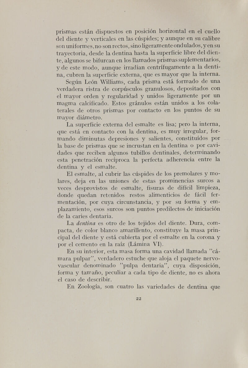 prismas están dispuestos en posición horizontal en el cuello del diente y verticales en las cúspides; y aunque en su calibre son uniformes, no son rectos, sino ligeramente ondulados, y en su trayectoria, desde la dentina hasta la superficie libre del dien¬ te, algunos se bifurcan en los llamados prism as suplementarios, y de este modo, aunque irradian centrífugamente a la denti¬ na, cubren la superficie externa, que es mayor que la interna. Según León Williams, cada prisma está formado de una verdadera ristra de corpúsculos granulosos, depositados con el mayor orden y regularidad y unidos ligeramente por un magma calcificado. Estos gránulos están unidos a los cola¬ terales de otros prismas por contacto en los puntos de su mayor diámetro. La superficie externa del esmalte es lisa; pero la interna, que está en contacto con la dentina, es muy irregular, for¬ mando diminutas depresiones y salientes, constituidos por ^ . la base de prismas que se incrustan en la dentina o por cavi¬ dades que reciben algunos tubillos dentinales, determinando esta penetración recíproca la perfecta adherencia entre la dentina y el esmalte. El esmalte, al cubrir las cúspides de los premolares y mo¬ lares, deja en las uniones de estas prominencias surcos a veces desprovistos de esmalte, fisuras de difícil limpieza, donde quedan retenidos restos alimenticios de fácil fer¬ mentación, por cuya circunstancia, y por su forma y em¬ plazamiento, esos surcos son puntos predilectos de iniciación de la caries dentaria. La dentina es otro de los tejidos del diente. Dura, com¬ pacta, de color blanco amarillento, constituye la masa prin¬ cipal del diente y está cubierta por el esmalte en la corona y por el cemento en la raíz (Lámina VI). En su interior, esta masa forma una cavidad llamada cá¬ mara pulpar, verdadero estuche que aloja el paquete nervo- vascular denominado pulpa dentaria, cuya disposición, forma y tamaño, peculiar a cada tipo de diente, no es ahora el caso de describir. En Zoología, son cuatro las variedades de dentina que 22