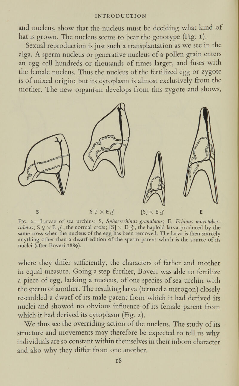 INTRODUCTION and nucleus, show that the nucleus must be deciding what kind of hat is grown. The nucleus seems to bear the genotype (Fig. i). Sexual reproduction is just such a transplantation as we see in the alga. A sperm nucleus or generative nucleus of a pollen grain enters an egg cell hundreds or thousands of times larger, and fuses with the female nucleus. Thus the nucleus of the fertilized egg or zygote is of mixed origin; but its cytoplasm is almost exclusively from the mother. The new organism develops from this zygote and shows, S S?xEcf [S] x EJ E Fig. 2. —Larvae of sea urchins: S, Sphaerechinus granulatus\ E, Echinus microtuber- culatus; S J XE the normal cross; [S] X E £, the haploid larva produced by the same cross when the nucleus of the egg has been removed. The larva is then scarcely anything other than a dwarf edition of the sperm parent which is the source of its nuclei (after Boveri 1889). where they differ sufficiently, the characters of father and mother in equal measure. Going a step further, Boveri was able to fertilize a piece of egg, lacking a nucleus, of one species of sea urchin with the sperm of another. The resulting larva (termed a merogon) closely resembled a dwarf of its male parent from which it had derived its nuclei and showed no obvious influence of its female parent from which it had derived its cytoplasm (Fig. 2). We thus see the overriding action of the nucleus. The study of its structure and movements may therefore be expected to tell us why individuals are so constant within themselves in their inborn character and also why they differ from one another.