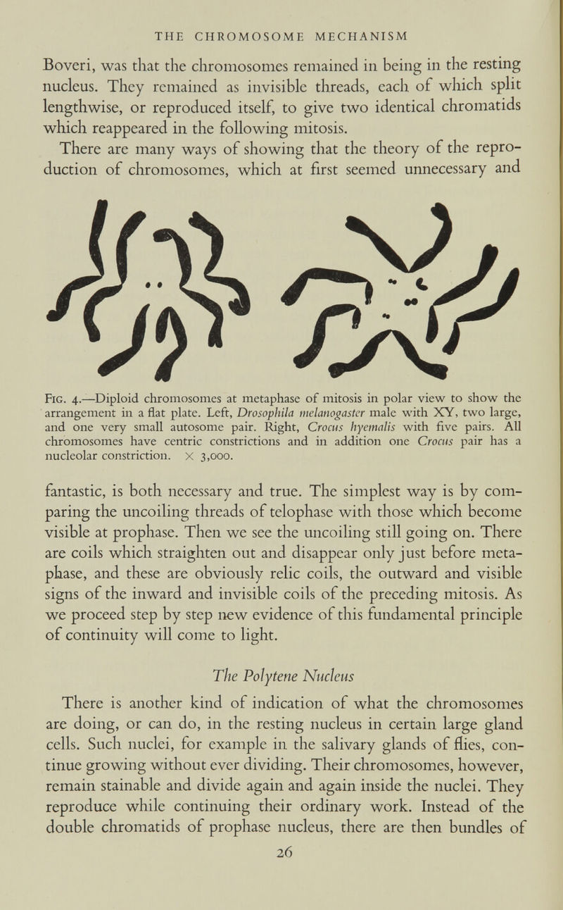 Boveri, was that the chromosomes remained in being in the resting nucleus. They remained as invisible threads, each of which split lengthwise, or reproduced itself, to give two identical chromatids which reappeared in the following mitosis. There are many ways of showing that the theory of the repro duction of chromosomes, which at first seemed unnecessary and Fig. 4.—Diploid chromosomes at metaphase of mitosis in polar view to show the arrangement in a flat plate. Left, Drosophila melanogaster male with XY, two large, and one very small autosome pair. Right, Crocus hyemalis with five pairs. All chromosomes have centric constrictions and in addition one Crocus pair has a nucleolar constriction, x 3,000. fantastic, is both necessary and true. The simplest way is by com paring the uncoiling threads of telophase with those which become visible at prophase. Then we see the uncoiling still going on. There are coils which straighten out and disappear only just before meta phase, and these are obviously relic coils, the outward and visible signs of the inward and invisible coils of the preceding mitosis. As we proceed step by step new evidence of this fundamental principle of continuity will come to light. The Poiytene Nucleus There is another kind of indication of what the chromosomes are doing, or can do, in the resting nucleus in certain large gland cells. Such nuclei, for example in the salivary glands of flies, con tinue growing without ever dividing. Their chromosomes, however, remain stainable and divide again and again inside the nuclei. They reproduce while continuing their ordinary work. Instead of the double chromatids of prophase nucleus, there are then bundles of