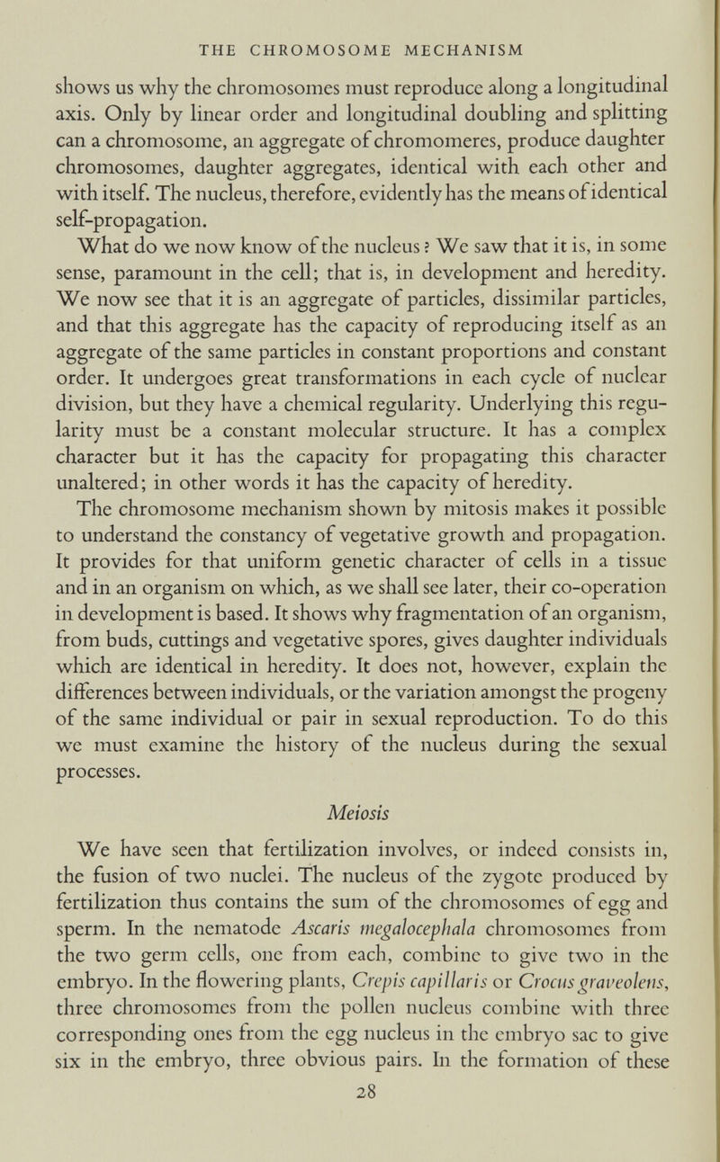 shows us why the chromosomes must reproduce along a longitudinal axis. Only by linear order and longitudinal doubling and splitting can a chromosome, an aggregate of chromomeres, produce daughter chromosomes, daughter aggregates, identical with each other and with itself. The nucleus, therefore, evidently has the means of identical self-propagation. What do we now know of the nucleus ? We saw that it is, in some sense, paramount in the cell; that is, in development and heredity. We now see that it is an aggregate of particles, dissimilar particles, and that this aggregate has the capacity of reproducing itself as an aggregate of the same particles in constant proportions and constant order. It undergoes great transformations in each cycle of nuclear division, but they have a chemical regularity. Underlying this regu larity must be a constant molecular structure. It has a complex character but it has the capacity for propagating this character unaltered; in other words it has the capacity of heredity. The chromosome mechanism shown by mitosis makes it possible to understand the constancy of vegetative growth and propagation. It provides for that uniform genetic character of cells in a tissue and in an organism on which, as we shall see later, their co-operation in development is based. It shows why fragmentation of an organism, from buds, cuttings and vegetative spores, gives daughter individuals which are identical in heredity. It does not, however, explain the differences between individuals, or the variation amongst the progeny of the same individual or pair in sexual reproduction. To do this we must examine the history of the nucleus during the sexual processes. Meiosis We have seen that fertilization involves, or indeed consists in, the fusion of two nuclei. The nucleus of the zygote produced by fertilization thus contains the sum of the chromosomes of egg and sperm. In the nematode Ascaris megalocephala chromosomes from the two germ cells, one from each, combine to give two in the embryo. In the flowering plants, Crepis capillaris or Crocus graveolens, three chromosomes from the pollen nucleus combine with three corresponding ones from the egg nucleus in the embryo sac to give six in the embryo, three obvious pairs. In the formation of these