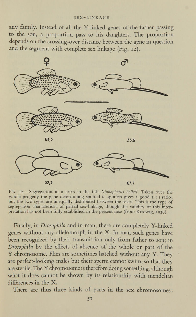 SEX-LINKAGE any family. Instead of all the Y-linked genes of the father passing to the son, a proportion pass to his daughters. The proportion depends on the crossing-over distance between the gene in question and the segment with complete sex linkage (Fig. 12). 9 & Fig. 12. —Segregation in a cross in the fish Xiphophorus helleri. Taken over the whole progeny the gene determining spotted v. spotless gives a good 1 : 1 ratio; but the two types are unequally distributed between the sexes. This is the type of segregation characteristic of partial sex-linkage, though the validity of this inter pretation has not been fully established in the present case (from Kosswig, 1939). Finally, in Drosophila and in man, there are completely Y-linked genes without any allelomorph in the X. In man such genes have been recognized by their transmission only from father to son; in Drosophila by the effects of absence of the whole or part of the Y chromosome. Flies are sometimes hatched without any Y. They are perfect-looking males but their sperm cannot swim, so that they are sterile. The Y chromosome is therefore doing something, although what it does cannot be shown by its relationship with mendelian differences in the X. There are thus three kinds of parts in the sex chromosomes: