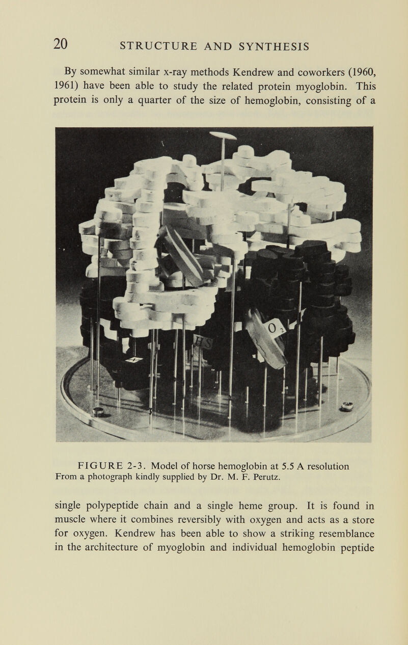 By somewhat similar x-ray methods Kendrew and coworkers (1960, 1961) have been able to study the related protein myoglobin. This protein is only a quarter of the size of hemoglobin, consisting of a FIGURE 2-3. Model of horse hemoglobin at 5.5 A resolution From a photograph kindly supplied by Dr. M. F. Perutz. single polypeptide chain and a single heme group. It is found in muscle where it combines reversibly with oxygen and acts as a store for oxygen. Kendrew has been able to show a striking resemblance in the architecture of myoglobin and individual hemoglobin peptide