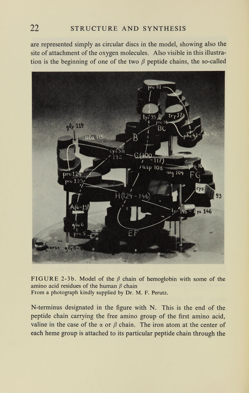are represented simply as circular discs in the model, showing also the site of attachment of the oxygen molecules. Also visible in this illustra tion is the beginning of one of the two ß peptide chains, the so-called FIGURE 2-3b. Model of the ß chain of hemoglobin with some of the amino acid residues of the human ß chain From a photograph kindly supplied by Dr. M. F. Perutz. N-terminus designated in the figure with N. This is the end of the peptide chain carrying the free amino group of the first amino acid, valine in the case of the a or ß chain. The iron atom at the center of each heme group is attached to its particular peptide chain through the