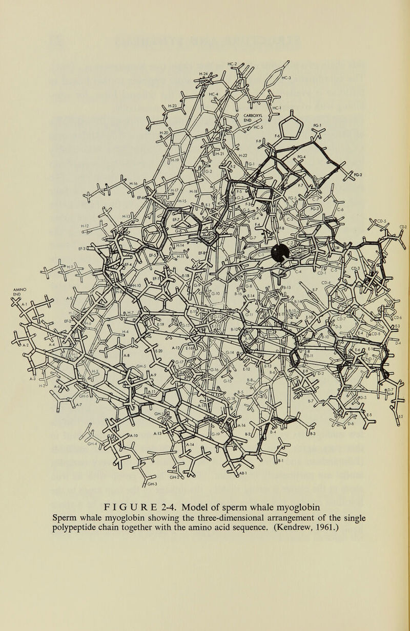 GH-3 FIGURE 2-4. Model of sperm whale myoglobin Sperm whale myoglobin showing the three-dimensional arrangement of the single polypeptide chain together with the amino acid sequence. (Kendrew, 1961.)