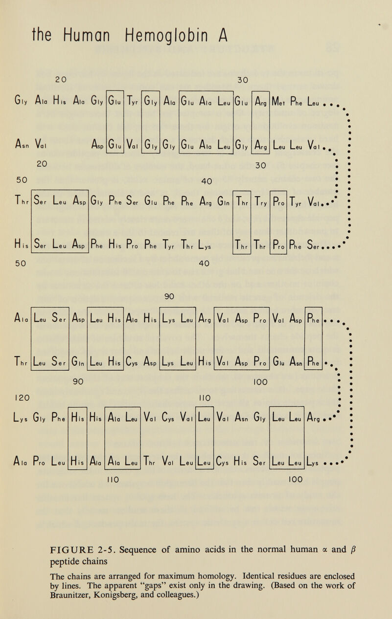 the Human Hemoglobin A 20 30 Gly Ala His Ala Gly Glu Tyr Gly Ala Glu Ala Leu Glu Arg Asn Val Asp Giù Va, Gly Gly Glu Ala Leu Gly Arg let Phe Leu • • . Leu Leu Va I . # 20 30 50 40 T h r Ser Leu Asp Gly Phe Ser Glu Phe Phe Arg Gin Thr Try Pro -H • • • • • His Ser Leu Asp Phe His Pro Phe Tyr Thr Lys Thr Thr O ol Ph e Ser • • • * 50 40 90 i I a hr Leu Ser Asp Leu His Ala His Lys Leu Arg Val Asp Pro Val Asp Phe • • • Leu Ser Gin Leu His Cys Asp Lys Leu His Val Asp Pro Glu Asn Phe # • • 90 100 120 Lys Gly Phe Ala Pro Leu 110 His His Ala Leu Val Cys Val Leu Val Asn Gly Leu Leu Arg • •* His Ala Ala Leu Thr Val Leu Leu Cys His Ser Leu Leu Lys • • •• 110 100 FIGURE 2-5. Sequence of amino acids in the normal human a and ß peptide chains The chains are arranged for maximum homology. Identical residues are enclosed by lines. The apparent gaps exist only in the drawing. (Based on the work of Braunitzer, Königsberg, and colleagues.)