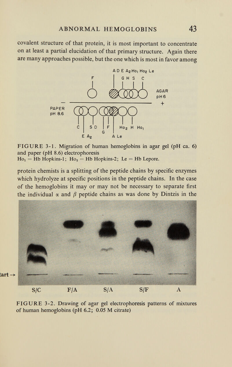 covalent structure of that protein, it is most important to concentrate on at least a partial elucidation of that primary structure. Again there are many approaches possible, but the one which is most in favor among A D E A2 Hoi H02 Le AGAR p H 6 + PAPER pH 8.6 FIGURE 3-1. Migration of human hemoglobins in agar gel (pH ca. 6) and paper (pH 8.6) electrophoresis He»! = Hb Hopkins-1; Ho 2 = Hb Hopkins-2; Le = Hb Lepore. protein chemists is a splitting of the peptide chains by specific enzymes which hydrolyze at specific positions in the peptide chains. In the case of the hemoglobins it may or may not be necessary to separate first the individual a and ß peptide chains as was done by Dintzis in the S/C F/A S/A S/F A FIGURE 3-2. Drawing of agar gel electrophoresis patterns of mixtures of human hemoglobins (pH 6.2; 0.05 M citrate)