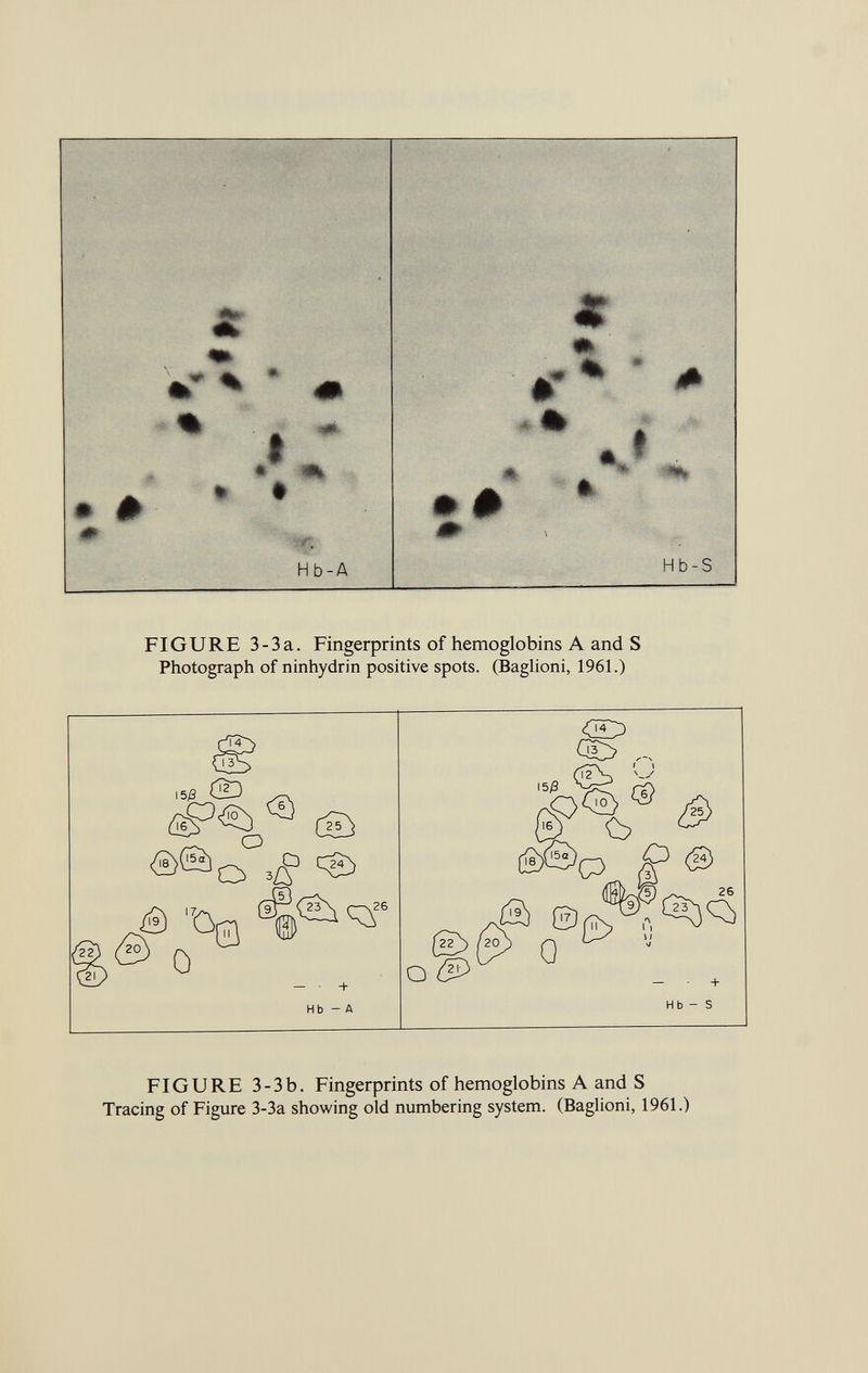 X m * * % ' * K0 t « <Ak o • # ü; H ^RP|; • # 1 * Hb-A Hb-S FIGURE 3-3a. Fingerprints of hemoglobins A and S Photograph of ninhydrin positive spots. (Baglioni, 1961.) FIGURE 3-3b. Fingerprints of hemoglobins A and S Tracing of Figure 3-3a showing old numbering system. (Baglioni, 1961.)