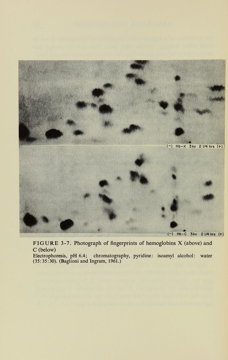 FIGURE 3-7. Photograph of fingerprints of hemoglobins X (above) and C (below) Electrophoresis, pH 6.4; chromatography, pyridine: isoamyl alcohol: water (35:35:30). (Baglioni and Ingram, 1961.)