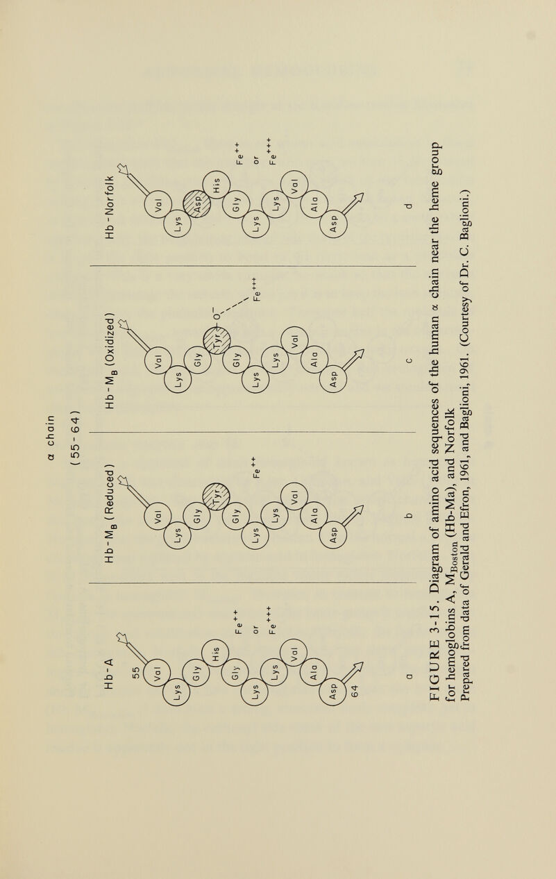 a chain ( 55-64) Hb-A Hb-M R (Reduced) HbM B (Oxidized) Hb -Norfolk FIGURE 3-15. Diagram of amino acid sequences of the human a chain near the heme group for hemoglobins A, M Boston (Hb-Ma), and Norfolk Prepared from data of Gerald and Efron, 1961, and Baglioni, 1961. (Courtesy of Dr. C. Baglioni.)