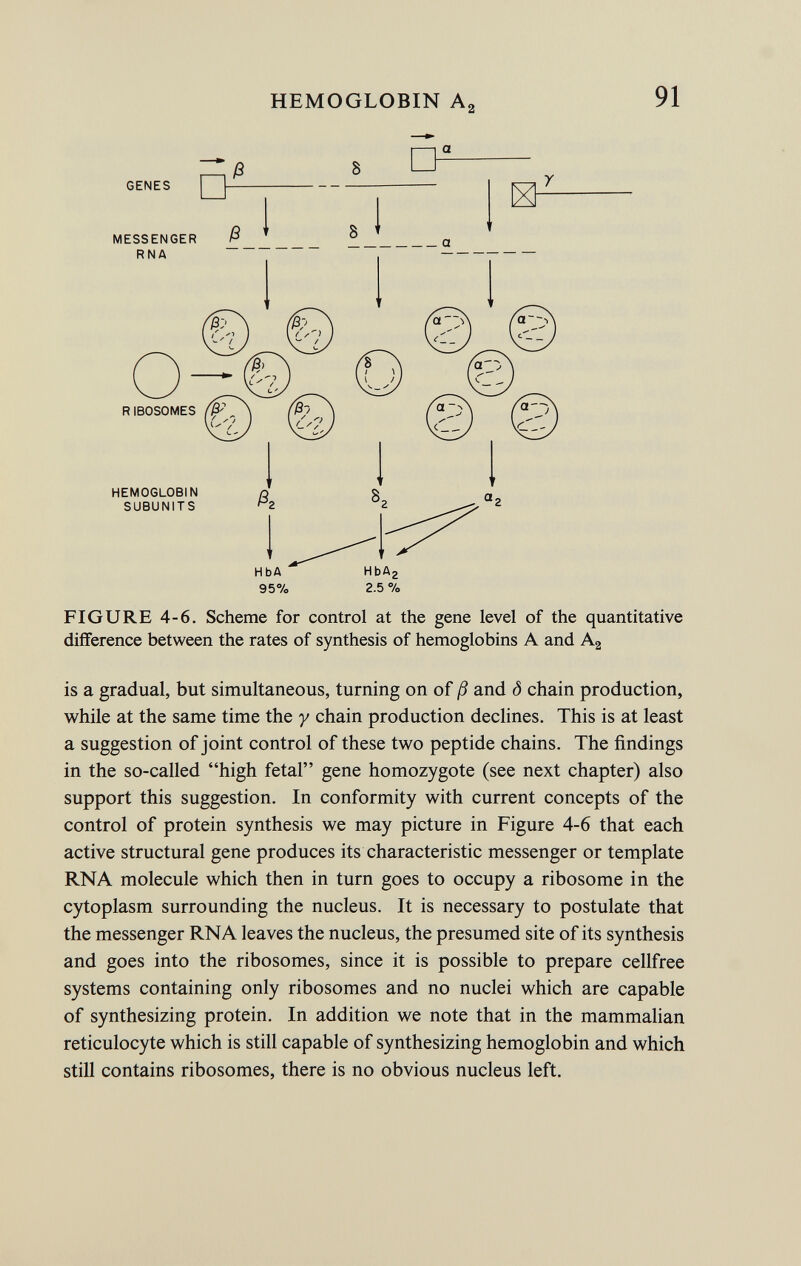 MESSENGER ß RNA RIBOSOMES (Í& HEMOGLOBIN SUBUNITS FIGURE 4-6. Scheme for control at the gene level of the quantitative difference between the rates of synthesis of hemoglobins A and A 2 is a gradual, but simultaneous, turning on of ß and ô chain production, while at the same time the y chain production declines. This is at least a suggestion of joint control of these two peptide chains. The findings in the so-called high fetal gene homozygote (see next chapter) also support this suggestion. In conformity with current concepts of the control of protein synthesis we may picture in Figure 4-6 that each active structural gene produces its characteristic messenger or template RNA molecule which then in turn goes to occupy a ribosome in the cytoplasm surrounding the nucleus. It is necessary to postulate that the messenger RNA leaves the nucleus, the presumed site of its synthesis and goes into the ribosomes, since it is possible to prepare cellfree systems containing only ribosomes and no nuclei which are capable of synthesizing protein. In addition we note that in the mammalian reticulocyte which is still capable of synthesizing hemoglobin and which still contains ribosomes, there is no obvious nucleus left.