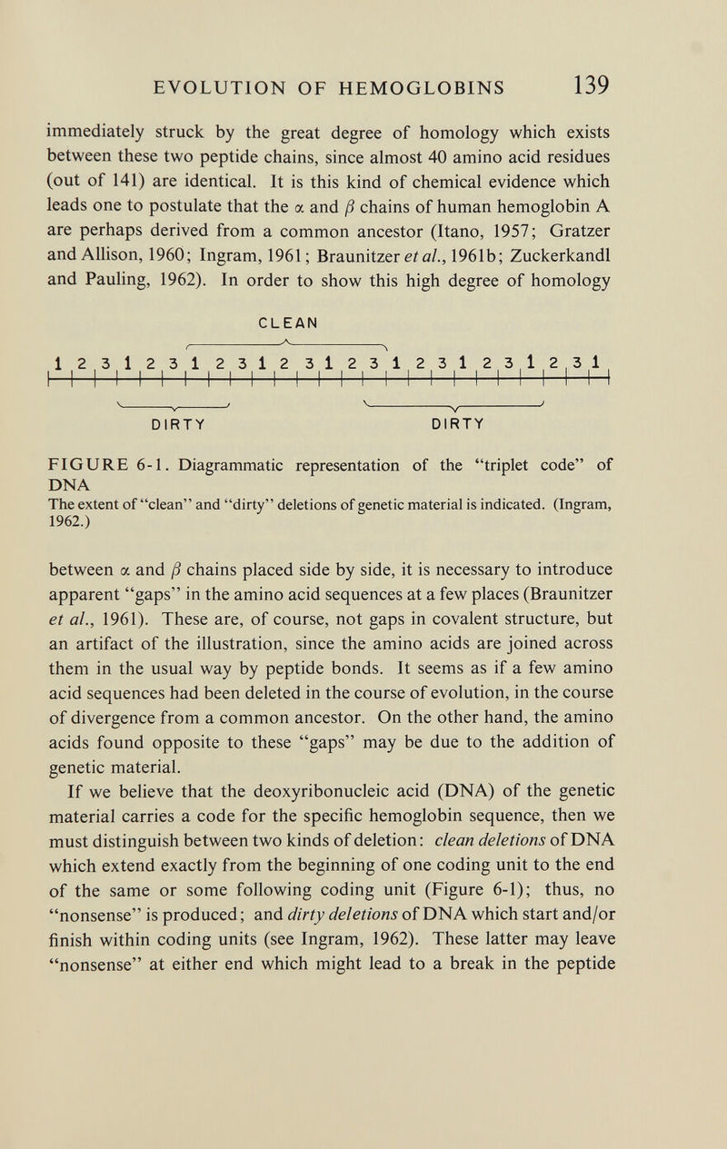 immediately struck by the great degree of homology which exists between these two peptide chains, since almost 40 amino acid residues (out of 141) are identical. It is this kind of chemical evidence which leads one to postulate that the a and ß chains of human hemoglobin A are perhaps derived from a common ancestor (Itano, 1957; Gratzer and Allison, 1960; Ingram, 1961; Braunitzer et al., 1961b; Zuckerkandl and Pauling, 1962). In order to show this high degree of homology CLEAN yv f \ 1 231231 2312 3l23l 23l 23,12,31 1 1 1 1 11 1 1 1 I 1 M 1 11 i I 1 1 1 I 1 I I I DIRTY DIRTY FIGURE 6-1. Diagrammatic representation of the triplet code of DNA The extent of clean and dirty deletions of genetic material is indicated. (Ingram, 1962.) between oc and ß chains placed side by side, it is necessary to introduce apparent gaps in the amino acid sequences at a few places (Braunitzer et al., 1961). These are, of course, not gaps in covalent structure, but an artifact of the illustration, since the amino acids are joined across them in the usual way by peptide bonds. It seems as if a few amino acid sequences had been deleted in the course of evolution, in the course of divergence from a common ancestor. On the other hand, the amino acids found opposite to these gaps may be due to the addition of genetic material. If we believe that the deoxyribonucleic acid (DNA) of the genetic material carries a code for the specific hemoglobin sequence, then we must distinguish between two kinds of deletion : clean deletions of DNA which extend exactly from the beginning of one coding unit to the end of the same or some following coding unit (Figure 6-1); thus, no nonsense is produced ; and dirty deletions of DNA which start and/or finish within coding units (see Ingram, 1962). These latter may leave nonsense at either end which might lead to a break in the peptide