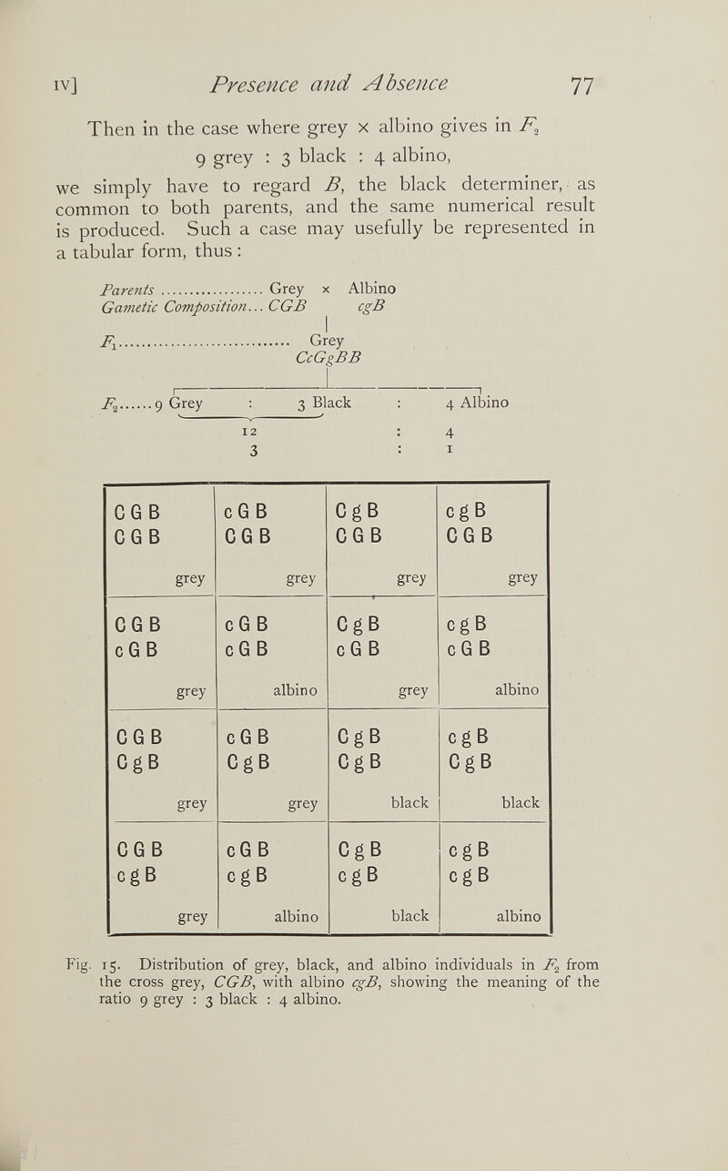 IV] Presence and Absence 77 Then in the case where grey x albino gives in 9 grey : 3 black : 4 albino, we simply have to regard B, the black determiner, as common to both parents, and the same numerical result is produced. Such a case may usefully be represented in a tabular form, thus : Parents  Grey x Albino Gametic Composition... С GB cgB Fl Grey CcGgBB I ^ I 9 Grey : 3 Black : 4 Albino 12 : 4 3 : I Fig- 15. Distribution of grey, black, and albino individuals in F.¿ from the cross grey, CGB, with albino cgB, showing the meaning of the ratio 9 grey : 3 black : 4 albino.