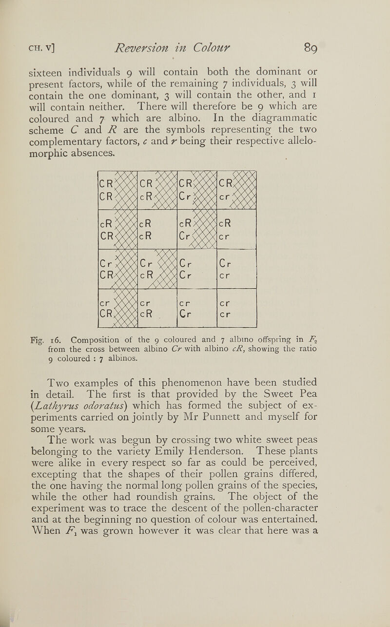 CH. v] Reversion in Colour 89 sixteen individuals 9 will contain both the dominant or present factors, while of the remaining 7 individuals, 3 will contain the one dominant, 3 will contain the other, and i will contain neither. There will therefore be 9 which are coloured and 7 which are albino. In the diagrammatic scheme С and R are the symbols representing the two complementary factors, с and r being their respective allelo- morphic absences. Fig. 16. Composition of the 9 coloured and 7 albino offspring in F.^ from the cross between albino Cr with albino cR, showing the ratio 9 coloured : 7 albinos. Tvi^o examples of this phenomenon have been studied in detail. The first is that provided by the Sweet Pea {Latkyrus odoratus) which has formed the subject of ex¬ periments carried on jointly by Mr Punnett and myself for some years. The work was begun by crossing two white sweet peas belonging to the variety Emily Henderson. These plants were alike in every respect so far as could be perceived, excepting that the shapes of their pollen grains differed, the one having the normal long pollen grains of the species, while the other had roundish grains. The object of the experiment was to trace the descent of the pollen-character and at the beginning no question of colour was entertained. When was grown however it was clear that here was a