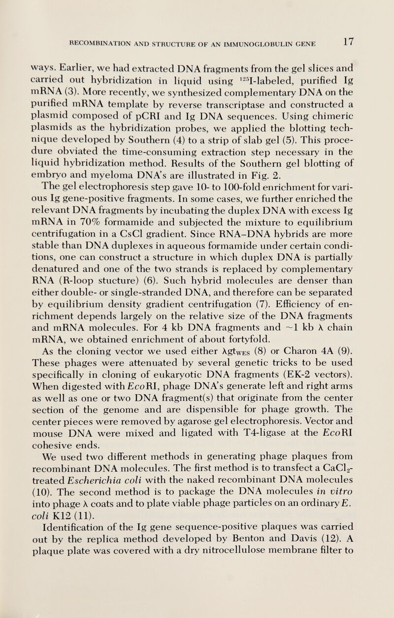 RECOMBINATION AND STRUCTURE OF AN IMMUNOGLOBULIN GENE 17 ways. Earlier, we had extracted DNA fragments from the gel slices and carried out hybridization in liquid using '-■4-labeled, purified Ig mRNA (3). More recently, we synthesized complementary DNA on the purified mRNA template by reverse transcriptase and constructed a plasmid composed of pCRI and Ig DNA sequences. Using chimeric plasmids as the hybridization probes, we applied the blotting tech¬ nique developed by Southern (4) to a strip of slab gel (5). This proce¬ dure obviated the time-consuming extraction step necessary in the liquid hybridization method. Results of the Southern gel blotting of embryo and myeloma DNA's are illustrated in Fig. 2. The gel electrophoresis step gave 10- to 100-fold enrichment for vari¬ ous Ig gene-positive fragments. In some cases, we further enriched the relevant DNA fragments by incubating the duplex DNA with excess Ig mRNA in 70% formamide and subjected the mixture to equilibrium centrifugation in a CsCl gradient. Since RNA-DNA hybrids are more stable than DNA duplexes in aqueous formamide under certain condi¬ tions, one can construct a structure in which duplex DNA is partially denatured and one of the two strands is replaced by complementary RNA (R-loop stucture) (6). Such hybrid molecules are denser than either double- or single-stranded DNA, and therefore can be separated by equilibrium density gradient centrifugation (7). Efficiency of en¬ richment depends largely on the relative size of the DNA fragments and mRNA molecules. For 4 kb DNA fragments and ~1 kb \ chain mRNA, we obtained enrichment of about fortyfold. As the cloning vector we used either XgtwEs (8) or Charon 4A (9). These phages were attenuated by several genetic tricks to be used specifically in cloning of eukaryotic DNA fragments (EK-2 vectors). When digested withEcoRl, phage DNA's generate left and right arms as well as one or two DNA fragment(s) that originate from the center section of the genome and are dispensible for phage growth. The center pieces were removed by agarose gel electrophoresis. Vector and mouse DNA were mixed and ligated with T4-ligase at the Eco RI cohesive ends. We used two diflFerent methods in generating phage plaques from recombinant DNA molecules. The first method is to transfect a CaClg- treated Escherichia coli with the naked recombinant DNA molecules (10). The second method is to package the DNA molecules in vitro into phage X coats and to plate viable phage particles on an ordinary £. coli K12 (11). Identification of the Ig gene sequence-positive plaques was carried out by the replica method developed by Benton and Davis (12). A plaque plate was covered with a dry nitrocellulose membrane filter to