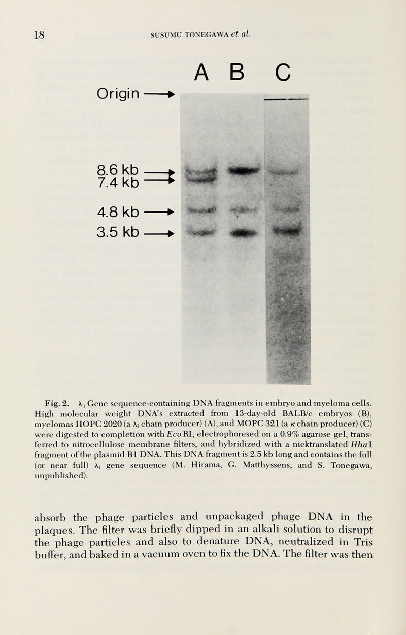 18 SUSUMU TONEGAWA et al. Origin ABC 8.6 kb ^ 7.4 kb —► 4.8 kb ► 3.5 kb ► Fig. 2. kl Gene sequence-containing DNA fragments in embryo and myeloma cells. High molecular weight DNA's extracted from 13-day-old BALB/c embryos (B), myelomas HOPC 2020 (a \i chain producer) (A), and MOPC 321 (a к chain producer) (C) were digested to completion with Eco RI, electrophoresed on a 0.9% agarose gel, trans¬ ferred to nitrocellulose membrane filters, and hybridized with a nicktranslated Hhal fragment of the plasmid B1 DNA. This DNA fragment is 2.5 kb long and contains the full (or near full) Xi gene sequence (M. Hirama, G. Matthyssens, and S. Tonegawa, unpublished). absorb the phage particles and unpackaged phage DNA in the plaques. The filter was briefly dipped in an alkali solution to disrupt the phage particles and also to denature DNA, neutralized in Tris bufíer, and baked in a vacuum oven to fix the DNA. The filter was then