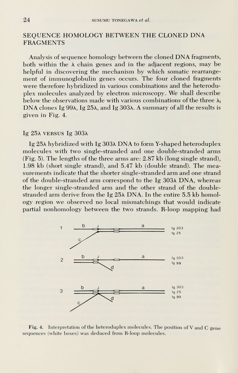 24 SUSUMU TONEGAWA et al. SEQUENCE HOMOLOGY BETWEEN THE CLONED DNA FRAGMENTS Analysis of sequence homology between the cloned DNA fragments, both within the \ chain genes and in the adjacent regions, may be helpful in discovering the mechanism by which somatic rearrange¬ ment of immunoglobulin genes occurs. The four cloned fragments were therefore hybridized in various combinations and the heterodu¬ plex molecules analyzed by electron microscopy. We shall describe below the observations made with various combinations of the three A.i DNA clones Ig 99X, Ig 25Л., and Ig ЗОЗХ. A summary of all the results is given in Fig. 4. Ig 25X VERSUS Ig 303X Ig 25X hybridized with Ig ЗОЗХ DNA to form Y-shaped heteroduplex molecules with two single-stranded and one double-stranded arms (Fig. 5). The lengths of the three arms are: 2.87 kb (long single strand), 1.98 kb (short single strand), and 5.47 kb (double strand). The mea¬ surements indicate that the shorter single-stranded arm and one strand of the double-stranded arm correspond to the Ig ЗОЗХ DNA, whereas the longer single-stranded arm and the other strand of the double- stranded arm derive from the Ig 25X DNA. In the entire 5.5 kb homol¬ ogy region we observed no local mismatchings that would indicate partial nonhomology between the two strands. R-loop mapping had b a Ig 303 Ig 25 2 b J a lg 303 Ig 99 3 b J a lg 303 Ig 25 Ig 99 Fig. 4. Interpretation of the heteroduplex molecules. The position of V and С gene sequences (white boxes) was deduced from R-loop molecules.