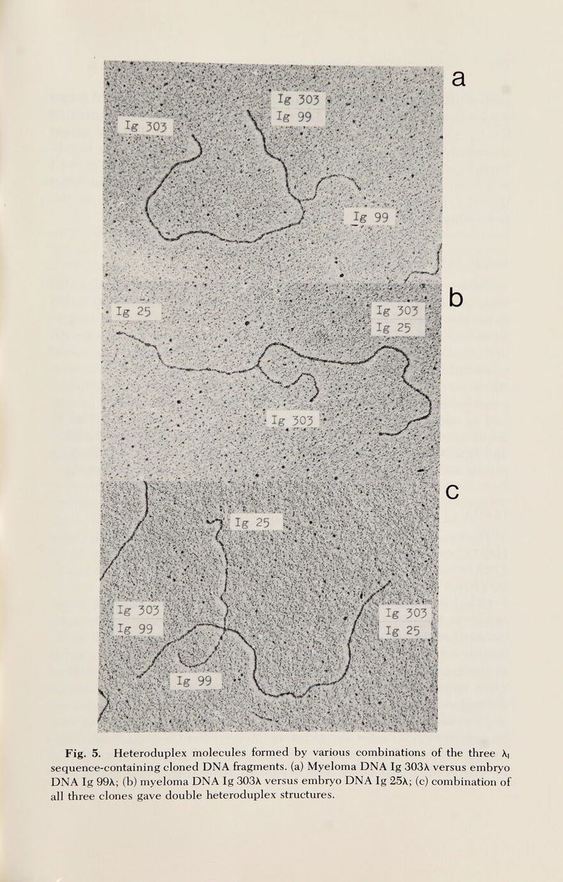 Fig. 5. Heteroduplex molecules formed by various combinations of the three \i sequence-containing cloned DNA fragments, (a) Myeloma DNA Ig ЗОЗА. versus embryo DNA Ig 99X; (b) myeloma DNA Ig ЗОЗХ versus embryo DNA Ig 25\; (с) combination of all three clones gave double heteroduplex structures.