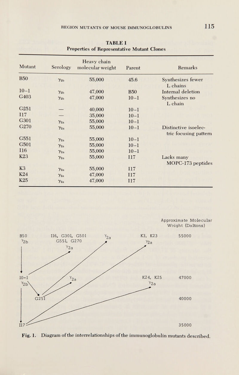 REGION MUTANTS OF MOUSE IMMUNOGLOBULINS 115 TABLE I Properties of Representative Mutant Clones Approximate Molecular Weight (Daltons) 55000 47000 40000 35000 Fig. 1. Diagram of the interrelationships of the immunoglobulin mutants described.