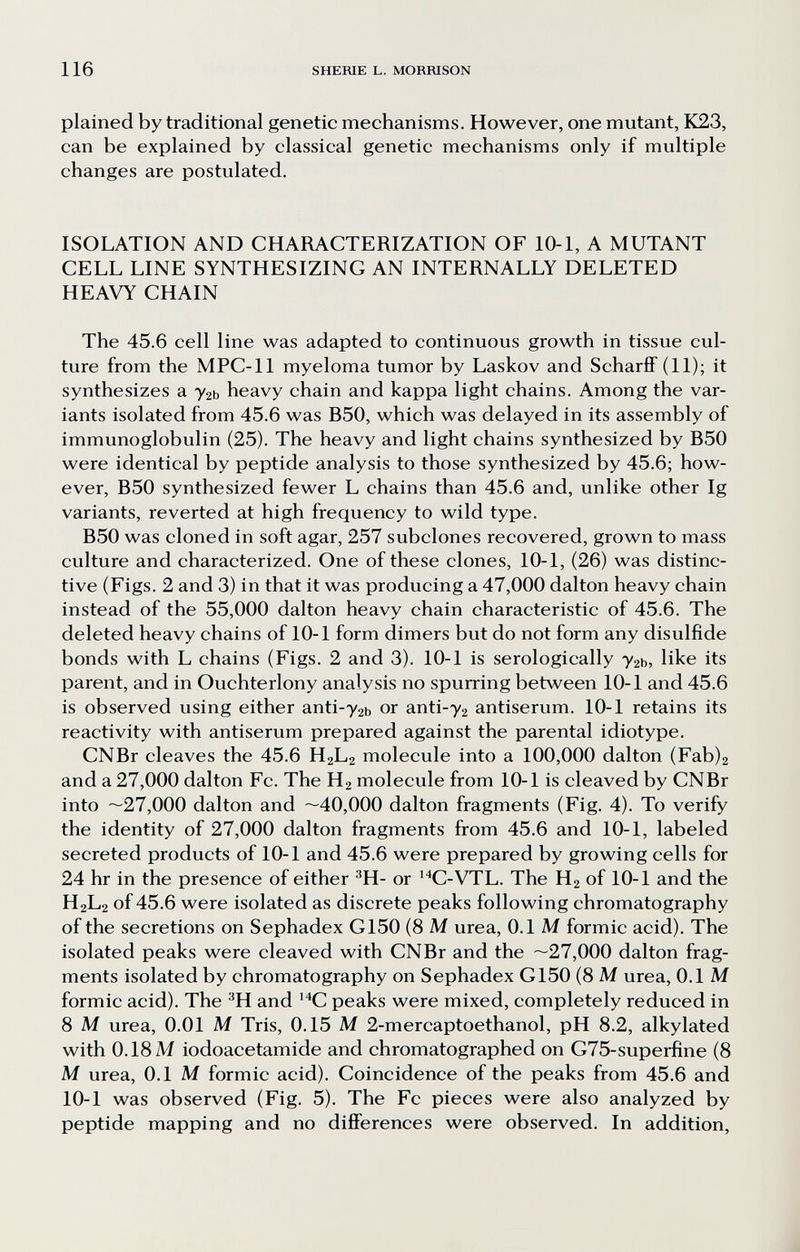 116 SHERIE L. MORRISON plained by traditional genetic mechanisms. However, one mutant, K23, can be explained by classical genetic mechanisms only if multiple changes are postulated. ISOLATION AND CHARACTERIZATION OF 10-1, A MUTANT CELL LINE SYNTHESIZING AN INTERNALLY DELETED HEAVY CHAIN The 45.6 cell line was adapted to continuous growth in tissue cul¬ ture from the MPC-11 myeloma tumor by Laskov and Scharff (11); it synthesizes a угь heavy chain and kappa light chains. Among the var¬ iants isolated from 45.6 was B50, which was delayed in its assembly of immunoglobulin (25). The heavy and light chains synthesized by B50 were identical by peptide analysis to those synthesized by 45.6; how¬ ever, B50 synthesized fewer L chains than 45.6 and, unlike other Ig variants, reverted at high frequency to wild type. B50 was cloned in soft agar, 257 subclones recovered, grown to mass culture and characterized. One of these clones, 10-1, (26) was distinc¬ tive (Figs. 2 and 3) in that it was producing a 47,000 dalton heavy chain instead of the 55,000 dalton heavy chain characteristic of 45.6. The deleted heavy chains of 10-1 form dimers but do not form any disulfide bonds with L chains (Figs. 2 and 3). 10-1 is serologically у^ь, like its parent, and in Ouchterlony analysis no spurring between 10-1 and 45.6 is observed using either anti-72b or anti-72 antiserum. 10-1 retains its reactivity with antiserum prepared against the parental idiotype. CNBr cleaves the 45.6 H2L2 molecule into a 100,000 dalton (Fab)2 and a 27,000 dalton Fc. The H2 molecule from 10-1 is cleaved by CNBr into —27,000 dalton and —40,000 dalton fragments (Fig. 4). To verify the identity of 27,000 dalton fragments from 45.6 and 10-1, labeled secreted products of 10-1 and 45.6 were prepared by growing cells for 24 hr in the presence of either ''H- or ^^C-VTL. The Hg of 10-1 and the H2L2 of 45.6 were isolated as discrete peaks following chromatography of the secretions on Sephadex G150 (8 M urea, 0.1 M formic acid). The isolated peaks were cleaved with CNBr and the —27,000 dalton frag¬ ments isolated by chromatography on Sephadex G150 (8 M urea, 0.1 M formic acid). The ^H and '^C peaks were mixed, completely reduced in 8 M urea, 0.01 M Tris, 0.15 M 2-mercaptoethanol, pH 8.2, alkylated with 0.18 M iodoacetamide and chromatographed on G75-superfine (8 M urea, 0.1 M formic acid). Coincidence of the peaks from 45.6 and 10-1 was observed (Fig. 5). The Fc pieces were also analyzed by peptide mapping and no différences were observed. In addition, i