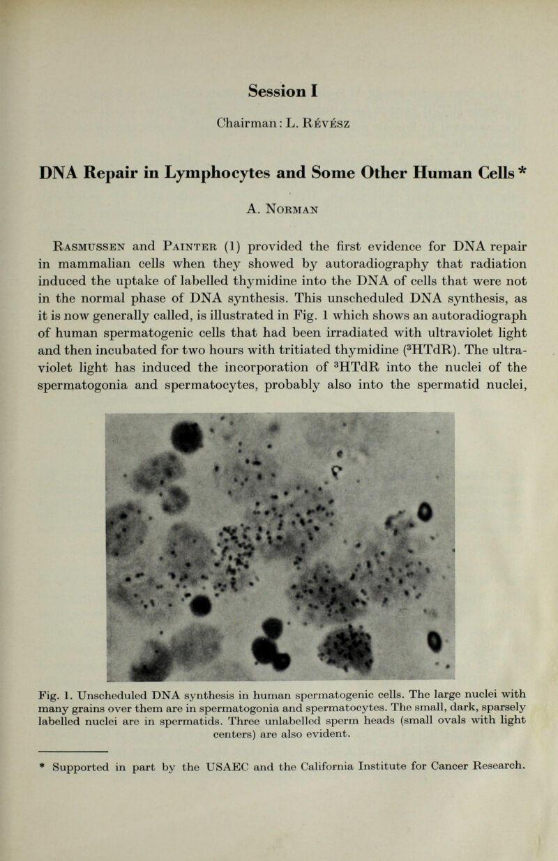 Session I Chairman: L. Revesz DNA Repair in Lymphocytes and Some Other Human Cells * A. Norman Rasmussen and Painter (1) provided the first evidence for DNA repair in mammalian cells when they showed by autoradiography that radiation induced the uptake of labelled thymidine into the DNA of cells that were not in the normal phase of DNA synthesis. This unscheduled DNA synthesis, as it is now generally called, is illustrated in Fig. 1 which shows an autoradiograph of human spermatogenic cells that had been irradiated with ultraviolet light and then incubated for two hours with tritiated thymidine ( 3 HTdR). The ultra violet light has induced the incorporation of 3 HTdR into the nuclei of the spermatogonia and spermatocytes, probably also into the spermatid nuclei, Fig. 1. Unscheduled DNA synthesis in human spermatogenic cells. The large nuclei with many grains over them are in spermatogonia and spermatocytes. The small, dark, sparsely labelled nuclei are in spermatids. Three unlabelled sperm heads (small ovals with light centers) are also evident. * Supported in part by the USAEC and the California Institute for Cancer Research.