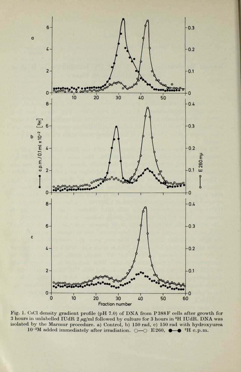 Fraction number 3L E o to CN UJ Fig. 1. CsCl density gradient profile (pH 7.0) of DNA from P388F cells after growth for 3 hours in unlabelled IUdR 2 /ug/ml followed by culture for 3 hours in 3 H IUdR. DNA was isolated by the Marmur procedure, a) Control, b) 150 rad, c) 150 rad with hydroxyurea 10~ 2 M added immediately after irradiation. O—O E260, •—# 3 H c.p.m.