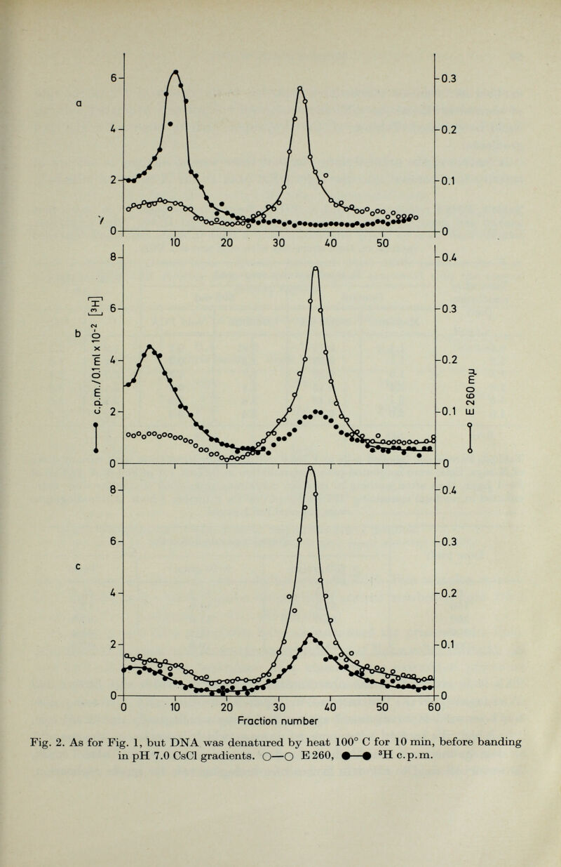 Fig. 2. As for Fig. 1, but DNA was denatured by heat 100° C for 10 min, before banding in pH 7.0 CsCl gradients. O—O E260, •—# 3 Hc.p.m. E 260 mp