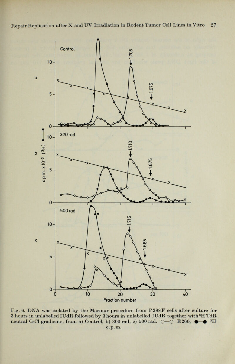 Fig. 6. DNA was isolated by the Marmur procedure from P388F cells after culture for 3 hours in unlabelled IUdR followed by 3 hours in unlabelled IUdR together with 3 HTdR neutral CsCl gradients, from a) Control, b) 300 rad, c) 500 rad. O—O E 260, •—• 3 H c.p.m.