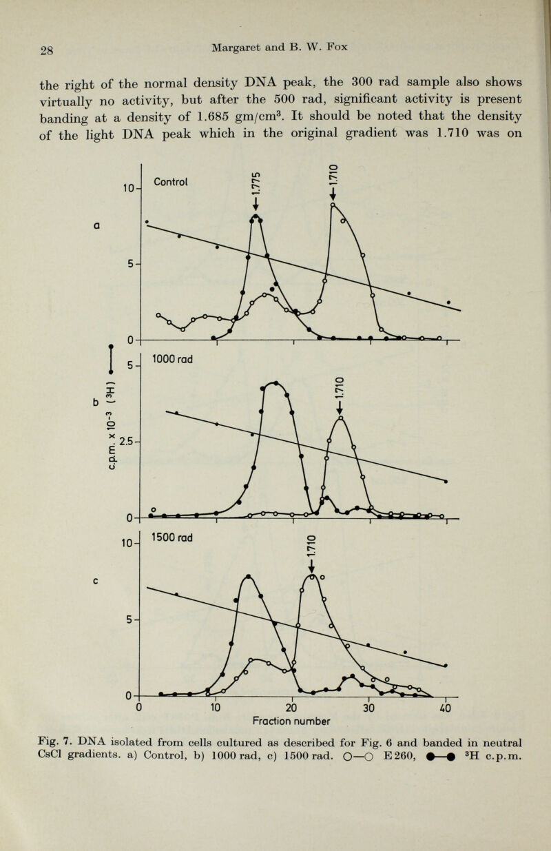 the right of the normal density DNA peak, the 300 rad sample also shows virtually no activity, but after the 500 rad, significant activity is present banding at a density of 1.685 gm/cm 3 . It should be noted that the density of the light DNA peak which in the original gradient was 1.710 was on Fig. 7. DNA isolated from cells cultured as described for Fig. 6 and banded in neutral CsCl gradients, a) Control, b) 1000 rad, c) 1500 rad. O—O E260, #—« m c.p.m.