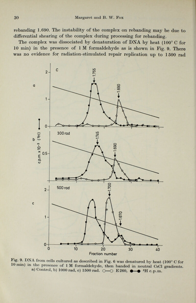 rebanding 1.690. The instability of the complex on rebanding may be due to differential shearing of the complex during processing for rebanding. The complex was dissociated by denaturation of DNA by heat (100° C for 10 min) in the presence of 1 M formaldehyde as is shown in Fig. 9. There was no evidence for radiation-stimulated repair replication up to 1500 rad Fig. 9. DNA from cells cultured as described in Fig. 6 was denatured by heat (100° C for 10 min) in the presence of 1 M formaldehyde, then banded in neutral CsCl gradients, a) Control, b) 1000 rad, c) 1500 rad. O—O E260, #—# 3 H c.p.m.