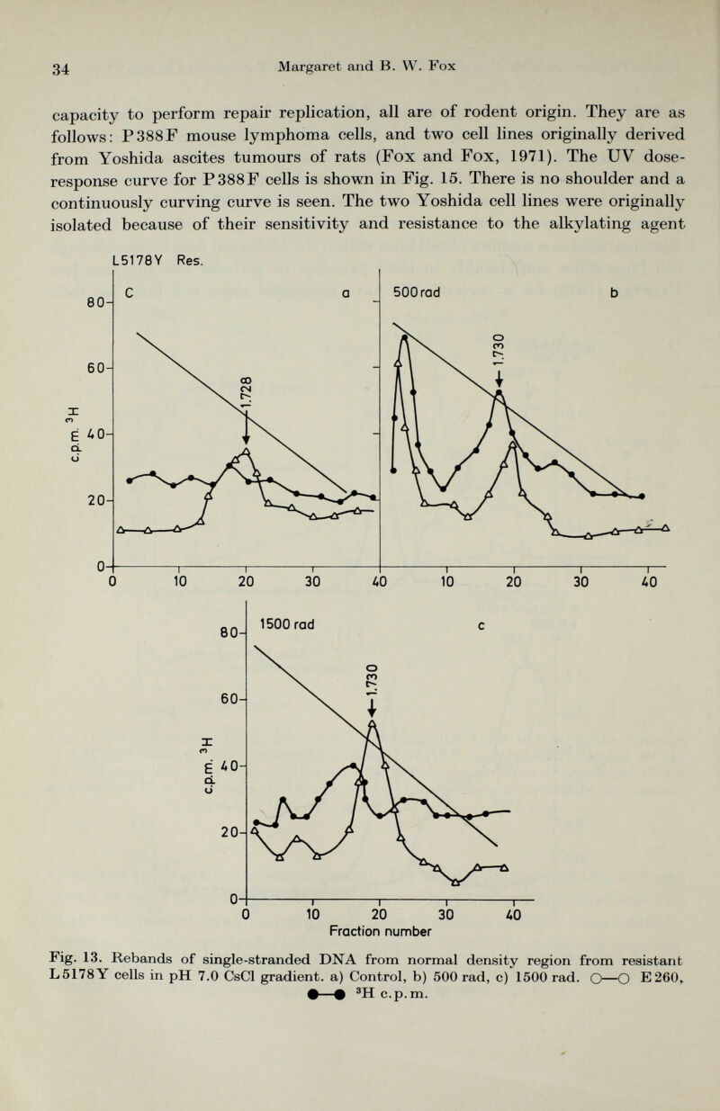 capacity to perform repair replication, all are of rodent origin. They are as follows: P388F mouse lymphoma cells, and two cell lines originally derived from Yoshida ascites tumours of rats (Fox and Fox, 1971). The UV dose- response curve for P388F cells is shown in Fig. 15. There is no shoulder and a continuously curving curve is seen. The two Yoshida cell lines were originally isolated because of their sensitivity and resistance to the alkylating agent L5178Y Res. Fig. 13. Rebands of single-stranded DNA from normal density region from resistant L5178Y cells in pH 7.0 CsCl gradient, a) Control, b) 500 rad, c) 1500 rad. O—O E260, #—# 3 H c.p.m.