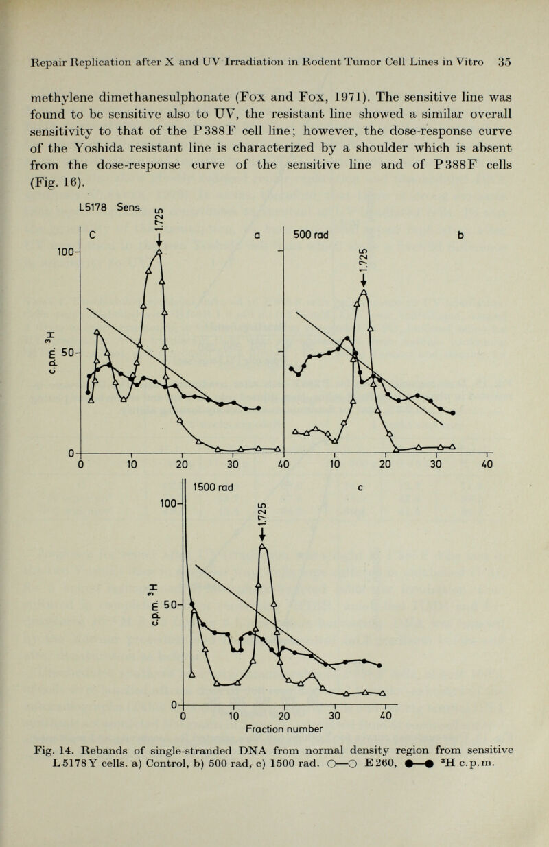 methylene dimethanesulphonate (Fox and Fox, 1971). The sensitive line was found to be sensitive also to UV, the resistant line showed a similar overall sensitivity to that of the P388F cell line; however, the dose-response curve of the Yoshida resistant line is characterized by a shoulder which is absent from the dose-response curve of the sensitive line and of P388F cells (Fig. 16). L5178 Sens. ^ CM Fig. 14. Rebands of single-stranded DNA from normal density region from sensitive L5178Y cells, a) Control, b) 500 rad, c) 1500 rad. O—O E260, #—-# 3 H c.p.m.