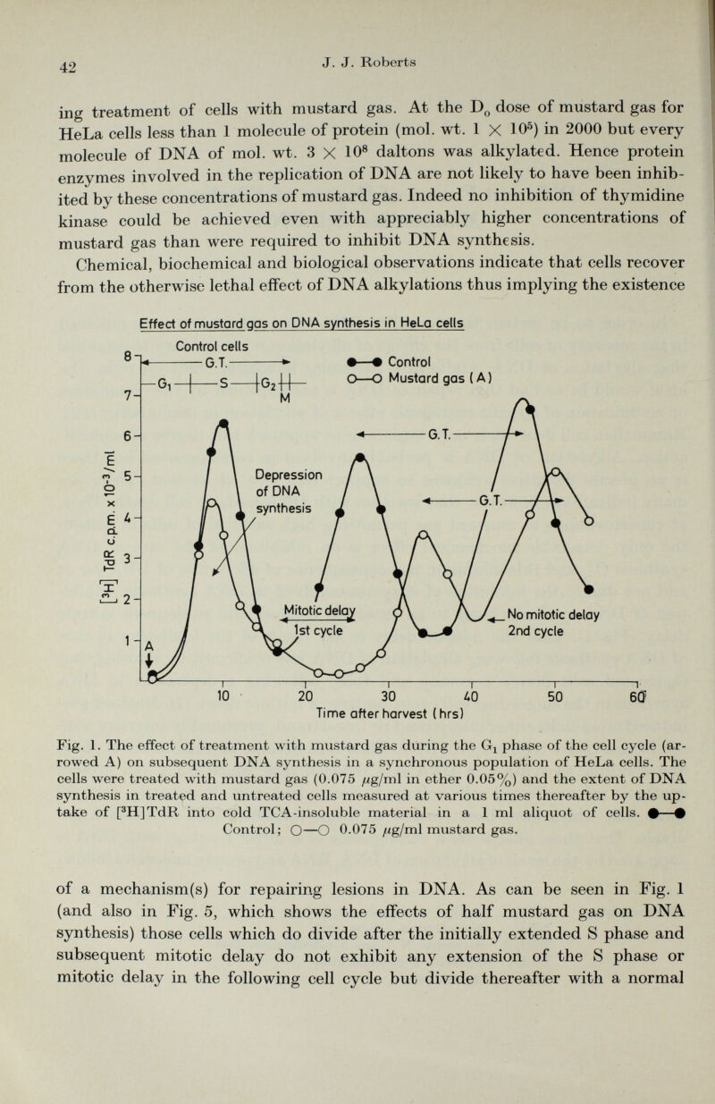 ing treatment of cells with mustard gas. At the D 0 dose of mustard gas for HeLa cells less than 1 molecule of protein (mol. wt. 1 X 10 5 ) in 2000 but every molecule of DNA of mol. wt. 3 X 10 8 daltons was alkylated. Hence protein enzymes involved in the replication of DNA are not likely to have been inhib ited by these concentrations of mustard gas. Indeed no inhibition of thymidine kinase could be achieved even with appreciably higher concentrations of mustard gas than were required to inhibit DNA synthesis. Chemical, biochemical and biological observations indicate that cells recover from the otherwise lethal effect of DNA alkylations thus implying the existence Effect of mustard q as on DNA synthesis in HeLa cells Time after harvest (hrs) Fig. 1. The effect of treatment with mustard gas during the Gi phase of the cell cycle (ar rowed A) on subsequent DNA synthesis in a synchronous population of HeLa cells. The cells were treated with mustard gas (0.075 //g/ml in ether 0.05%) and the extent of DNA synthesis in treated and untreated cells measured at various times thereafter by the up take of [ 3 H]TdR into cold TCA-insoluble material in a 1 ml aliquot of cells. #—# Control; O—O 0.075 //g/ml mustard gas. of a mechanism(s) for repairing lesions in DNA. As can be seen in Fig. 1 (and also in Fig. 5, which shows the effects of half mustard gas on DNA synthesis) those cells which do divide after the initially extended S phase and subsequent mitotic delay do not exhibit any extension of the S phase or mitotic delay in the following cell cycle but divide thereafter with a normal