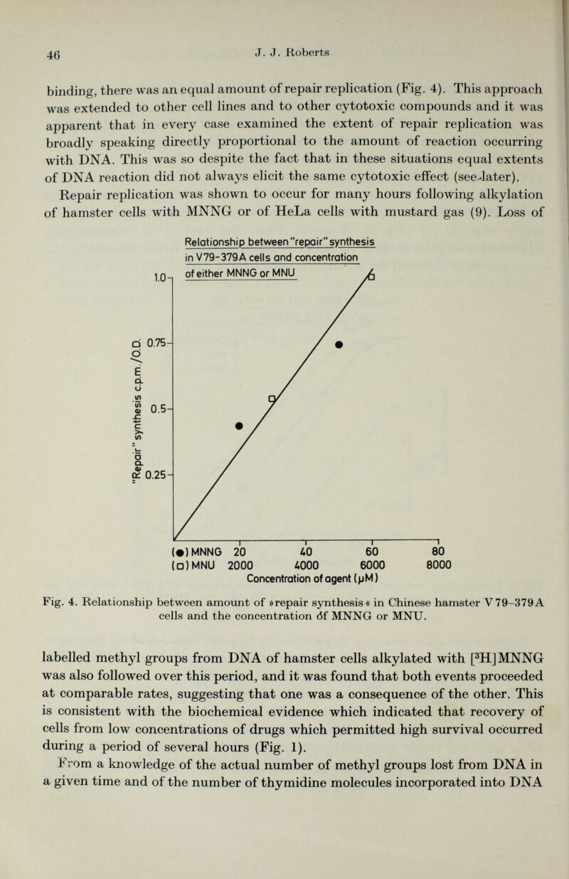 binding, there was an equal amount of repair replication (Fig. 4). This approach was extended to other cell lines and to other cytotoxic compounds and it was apparent that in every case examined the extent of repair replication was broadly speaking directly proportional to the amount of reaction occurring with DNA. This was so despite the fact that in these situations equal extents of DNA reaction did not always elicit the same cytotoxic effect (see-later). Repair replication was shown to occur for many hours following alkylation of hamster cells with MNNG or of HeLa cells with mustard gas (9). Loss of Relationship between repair synthesis in V79-379 A cells and concentration (□) MNU 2000 4000 6000 8000 Concentration of agent (pM) Fig. 4. Relationship between amount of »repair synthesis« in Chinese hamster V79-379A cells and the concentration óf MNNG or MNU. labelled methyl groups from DNA of hamster cells alkylated with [ 3 H]MNNG was also followed over this period, and it was found that both events proceeded at comparable rates, suggesting that one was a consequence of the other. This is consistent with the biochemical evidence which indicated that recovery of cells from low concentrations of drugs which permitted high survival occurred during a period of several hours (Fig. 1). From a knowledge of the actual number of methyl groups lost from DNA in a given time and of the number of thymidine molecules incorporated into DNA