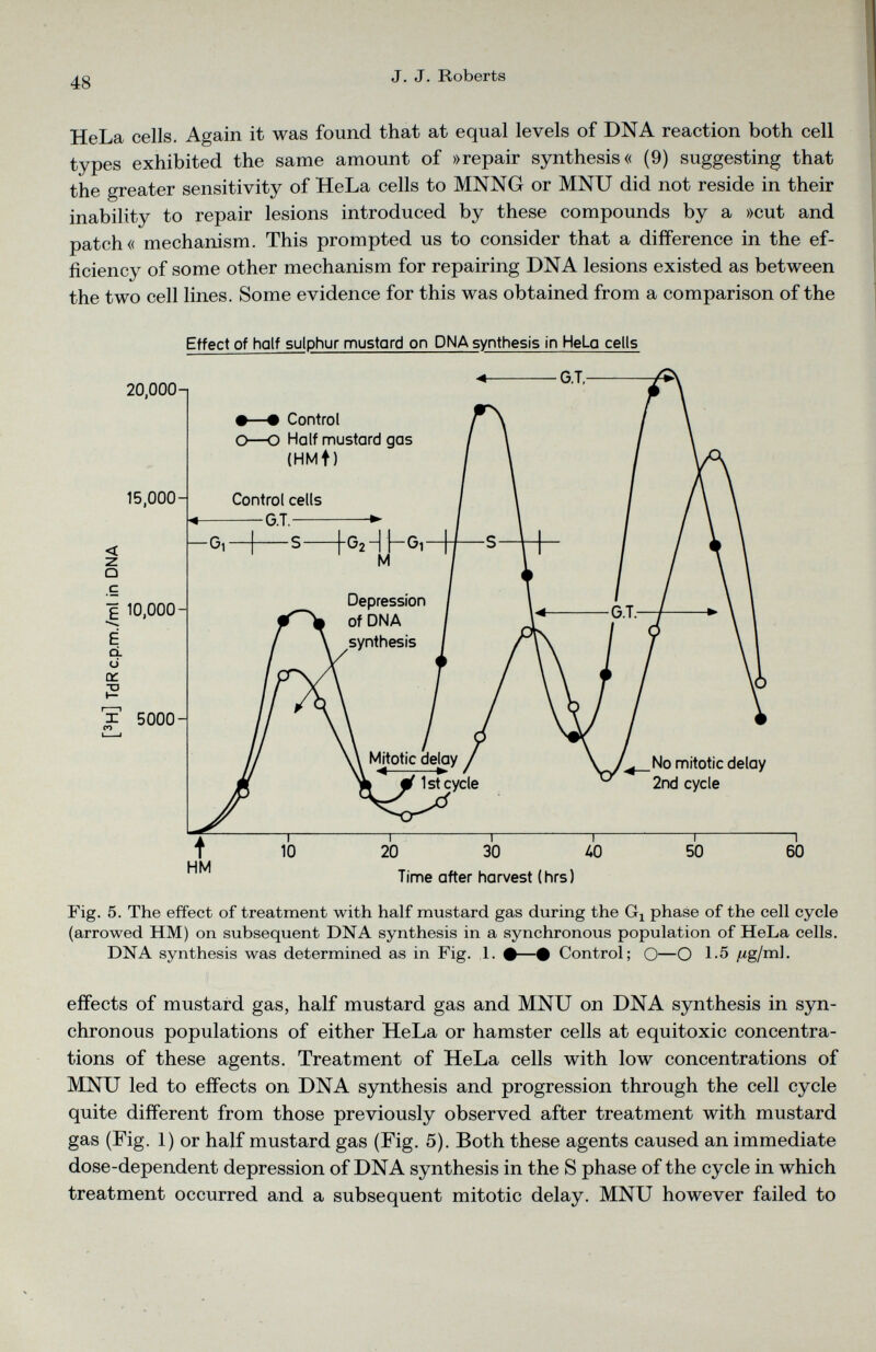 HeLa cells. Again it was found that at equal levels of DNA reaction both cell types exhibited the same amount of »repair synthesis« (9) suggesting that the greater sensitivity of HeLa cells to MNNG or MNU did not reside in their inability to repair lesions introduced by these compounds by a »cut and patch« mechanism. This prompted us to consider that a difference in the ef ficiency of some other mechanism for repairing DNA lesions existed as between the two cell lines. Some evidence for this was obtained from a comparison of the Effect of half sulphur mustard on DNA synthesis in HeLa cells Fig. 5. The effect of treatment with half mustard gas during the Gi phase of the cell cycle (arrowed HM) on subsequent DNA synthesis in a synchronous population of HeLa cells. DNA synthesis was determined as in Fig. 1. #—# Control; O—O 1-5 //g/ml. effects of mustard gas, half mustard gas and MNU on DNA synthesis in syn chronous populations of either HeLa or hamster cells at equitoxic concentra tions of these agents. Treatment of HeLa cells with low concentrations of MNU led to effects on DNA synthesis and progression through the cell cycle quite different from those previously observed after treatment with mustard gas (Fig. 1) or half mustard gas (Fig. 5). Both these agents caused an immediate dose-dependent depression of DNA synthesis in the S phase of the cycle in which treatment occurred and a subsequent mitotic delay. MNU however failed to