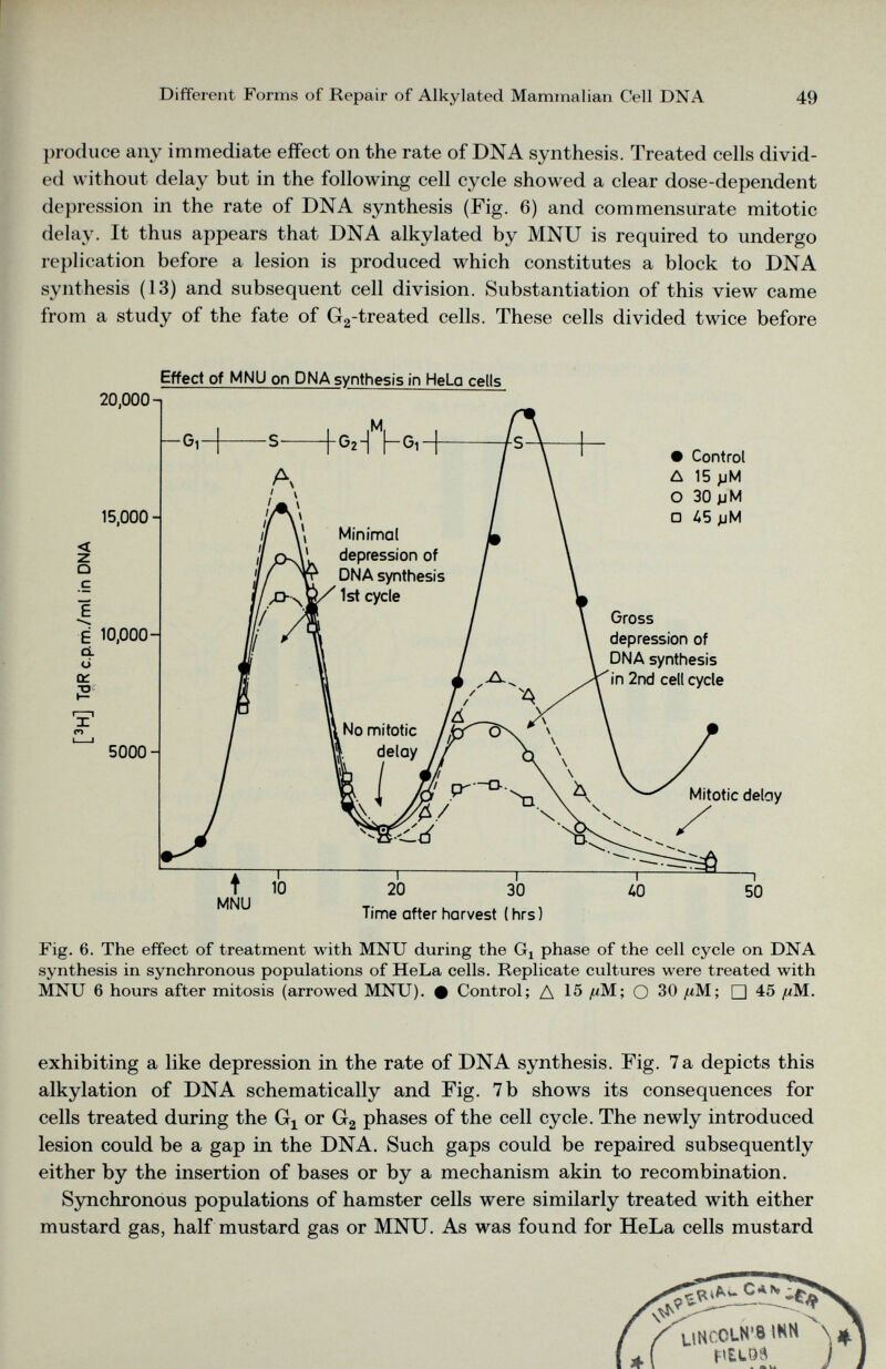 produce any immediate effect on the rate of DNA synthesis. Treated cells divid ed without delay but in the following cell cycle showed a clear dose-dependent depression in the rate of DNA synthesis (Fig. 6) and commensurate mitotic delay. It thus appears that DNA alkylated by MNU is required to undergo replication before a lesion is produced which constitutes a block to DNA synthesis (13) and subsequent cell division. Substantiation of this view came from a study of the fate of G 2 -treated cells. These cells divided twice before Effect of MNU on DNA synthesis in HeLq cells Fig. 6. The effect of treatment with MNU during the G x phase of the cell cycle on DNA synthesis in synchronous populations of HeLa cells. Replicate cultures were treated with MNU 6 hours after mitosis (arrowed MNU). • Control; A 15 ^M; O 30 /cM; □ 45 /uM . exhibiting a like depression in the rate of DNA synthesis. Fig. 7 a depicts this alkylation of DNA schematically and Fig. 7 b shows its consequences for cells treated during the G x or G 2 phases of the cell cycle. The newly introduced lesion could be a gap in the DNA. Such gaps could be repaired subsequently either by the insertion of bases or by a mechanism akin to recombination. Synchronous populations of hamster cells were similarly treated with either mustard gas, half mustard gas or MNU. As was found for HeLa cells mustard