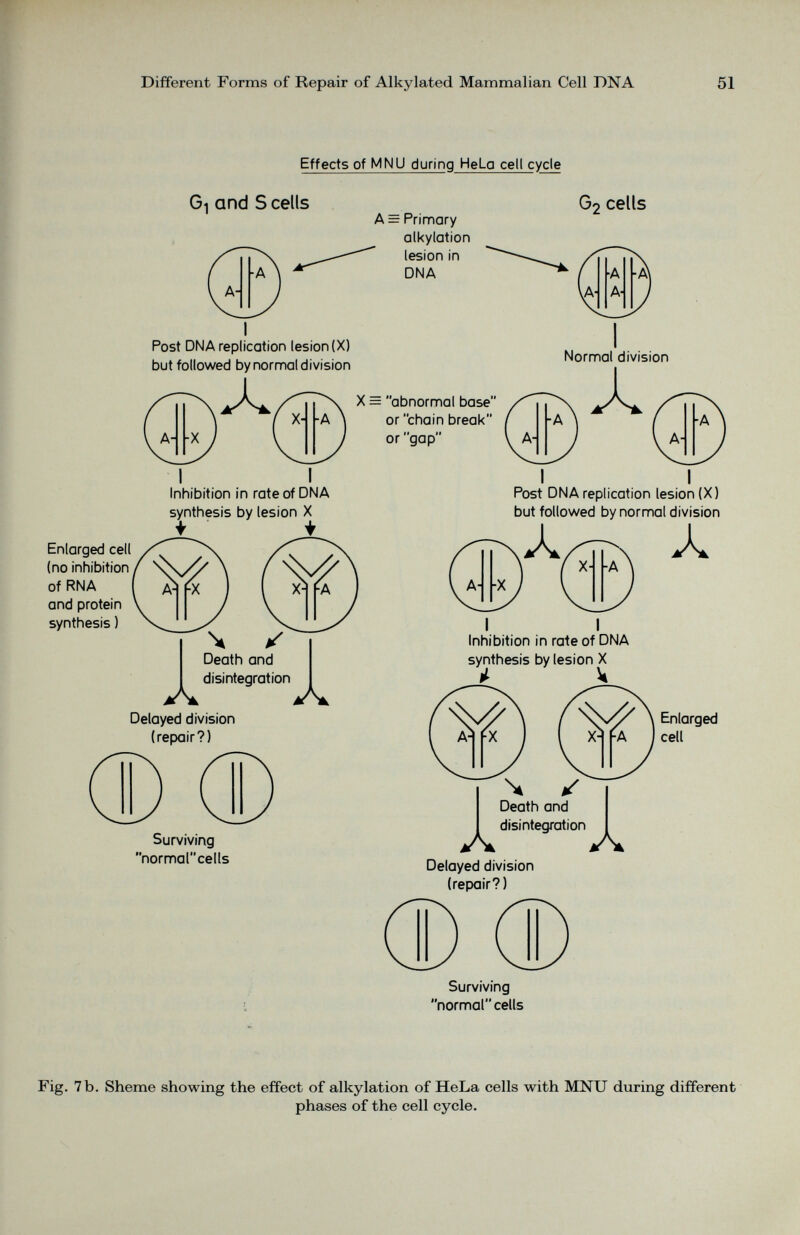 Effects of MNU durin g HeLg cell cycle Enlarged cell (no inhibition of RNA and protein synthesis) Gt and S cells A = Primary alkylation lesion in DNA G 2 cells Post DNA replication lesion (X) but followed by normal division ® A I I Inhibition in rate of DNA Delayed division (repair?) Surviving normarcells X = abnormal base or “chain break” or gap” I I Post DNA replication lesion (X) but followed by normal division A Inhibition in rate of DNA synthesis by lesion X Enlarged cell (repair?) Surviving normarcells Fig. 7b. Sheme showing the effect of alkylation of HeLa cells with MNU during different phases of the cell cycle.