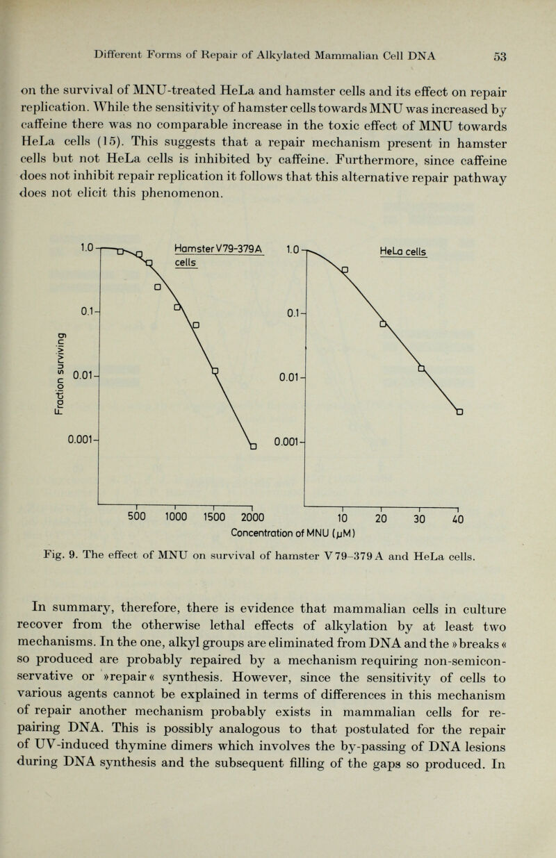 on the survival of MNU-treated HeLa and hamster cells and its effect on repair replication. While the sensitivity of hamster cells towards MNU was increased by caffeine there was no comparable increase in the toxic effect of MNU towards HeLa cells (15). This suggests that a repair mechanism present in hamster cells but not HeLa cells is inhibited by caffeine. Furthermore, since caffeine does not inhibit repair replication it follows that this alternative repair pathway does not elicit this phenomenon. Concentration of MNU (pM) Fig. 9. The effect of MNU on survival of hamster V 79-379 A and HeLa cells. In summary, therefore, there is evidence that mammalian cells in culture recover from the otherwise lethal effects of alkylation by at least two mechanisms. In the one, alkyl groups are eliminated from DNA and the »breaks « so produced are probably repaired by a mechanism requiring non-semicon servative or »repair« synthesis. However, since the sensitivity of cells to various agents cannot be explained in terms of differences in this mechanism of repair another mechanism probably exists in mammalian cells for re pairing DNA. This is possibly analogous to that postulated for the repair of UV-induced thymine dimers which involves the by-passing of DNA lesions during DNA synthesis and the subsequent filling of the gaps so produced. In